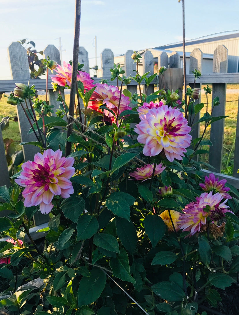 How to Plant a Cut Flower Garden For Beginners