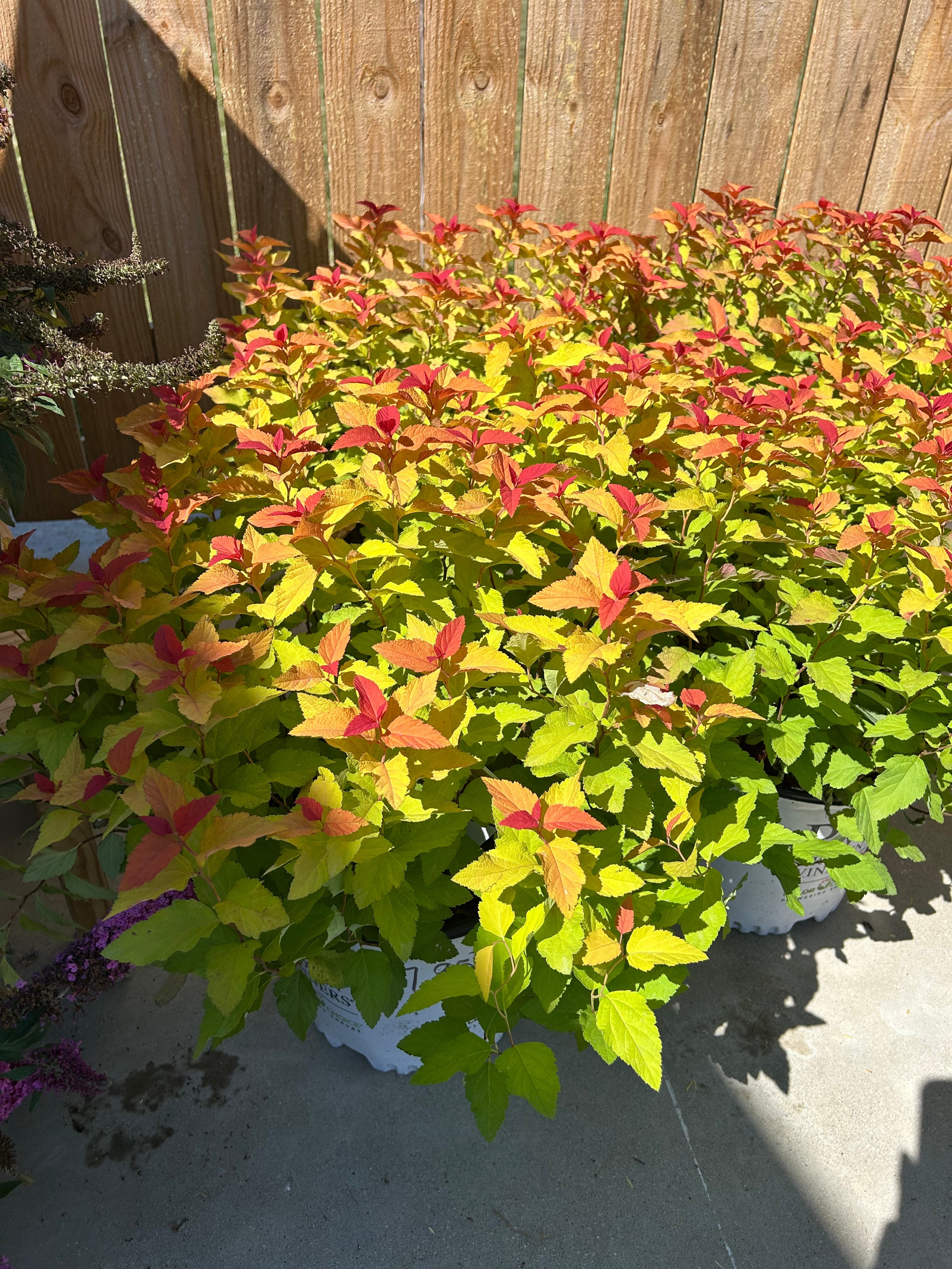 Fall Perennial Stock