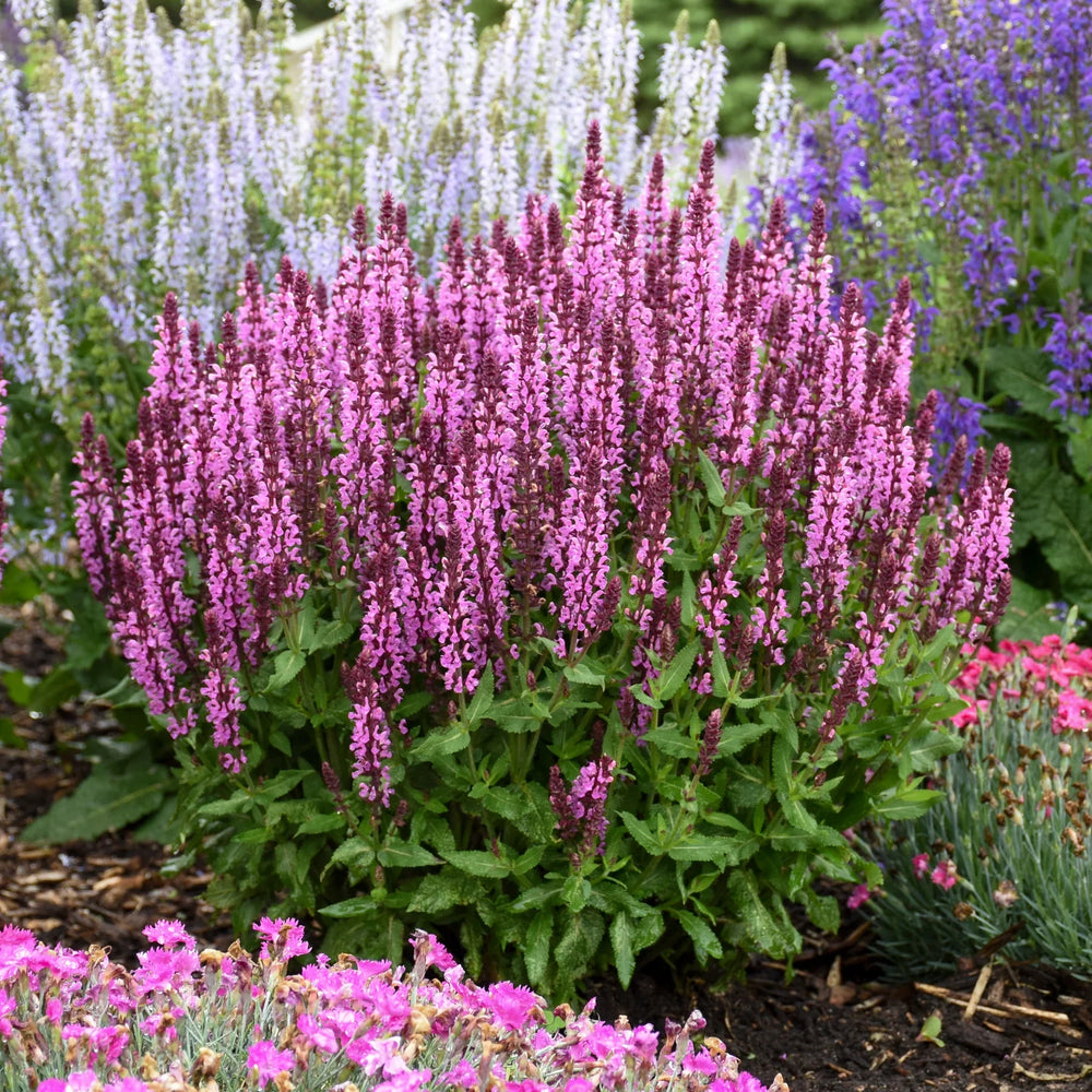 Perennials & shrubs