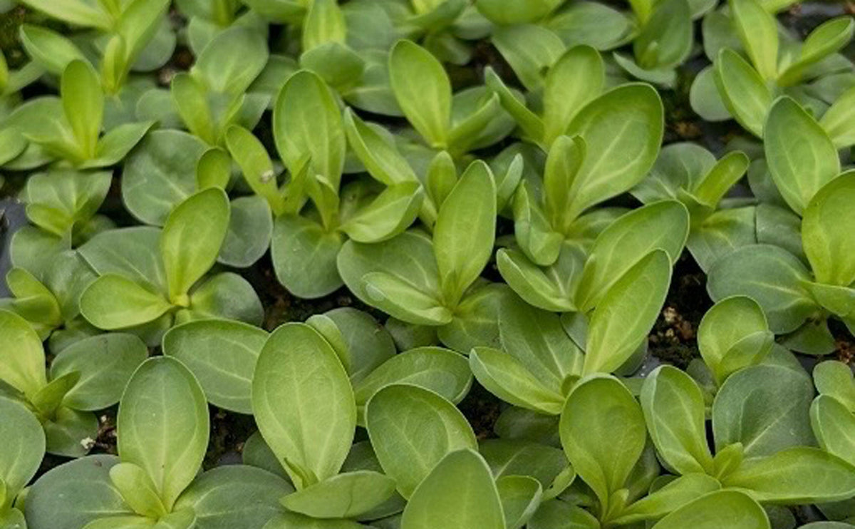 Lisianthus Plugs - 200 plugs per tray