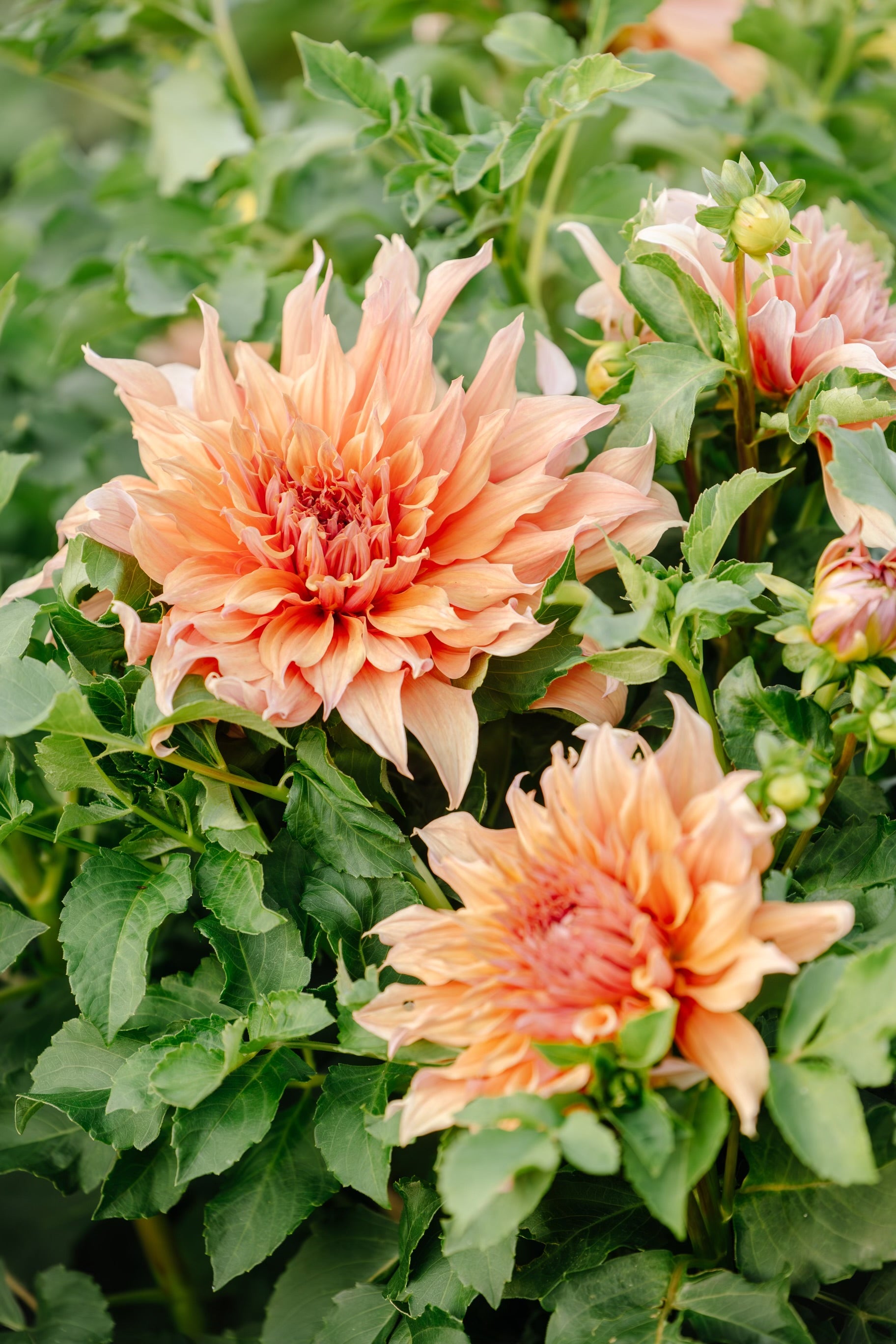 Dahlia Tubers