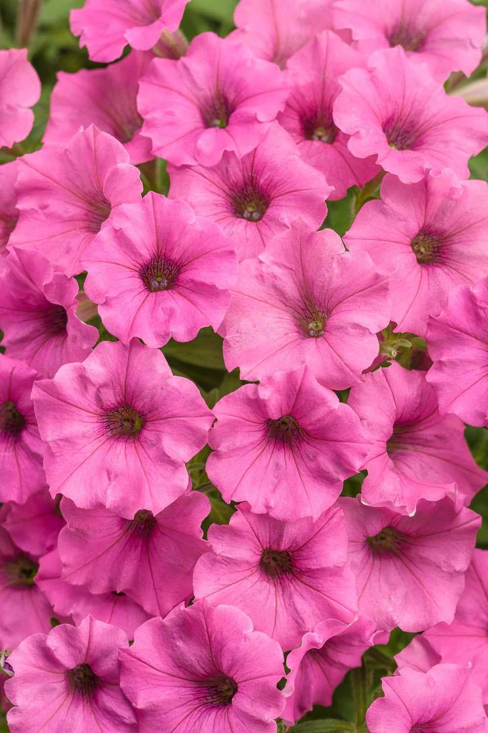 Annuals & baskets