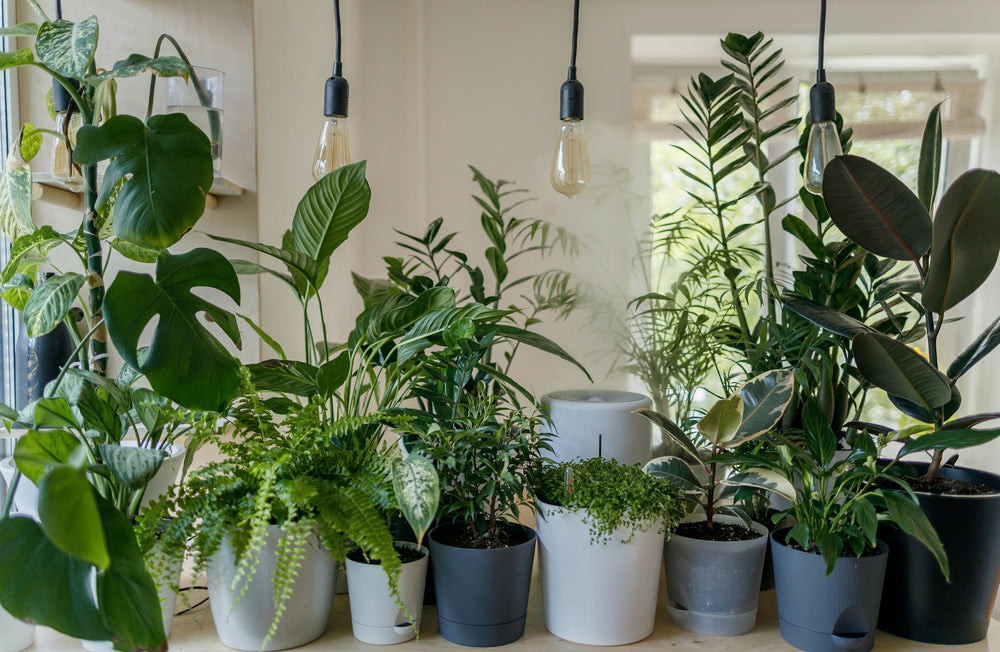 House plants & herbs