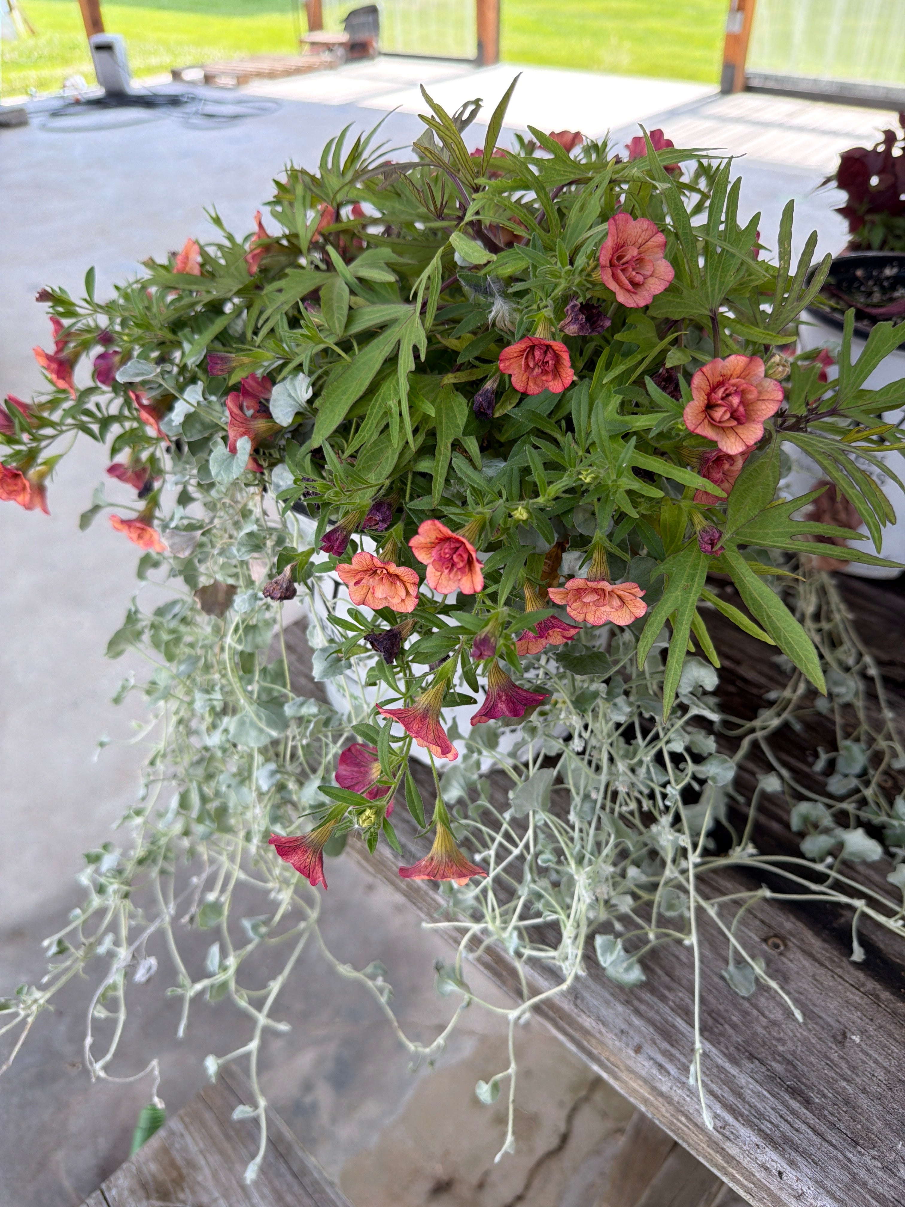 Proven Winners 30 Second Planter