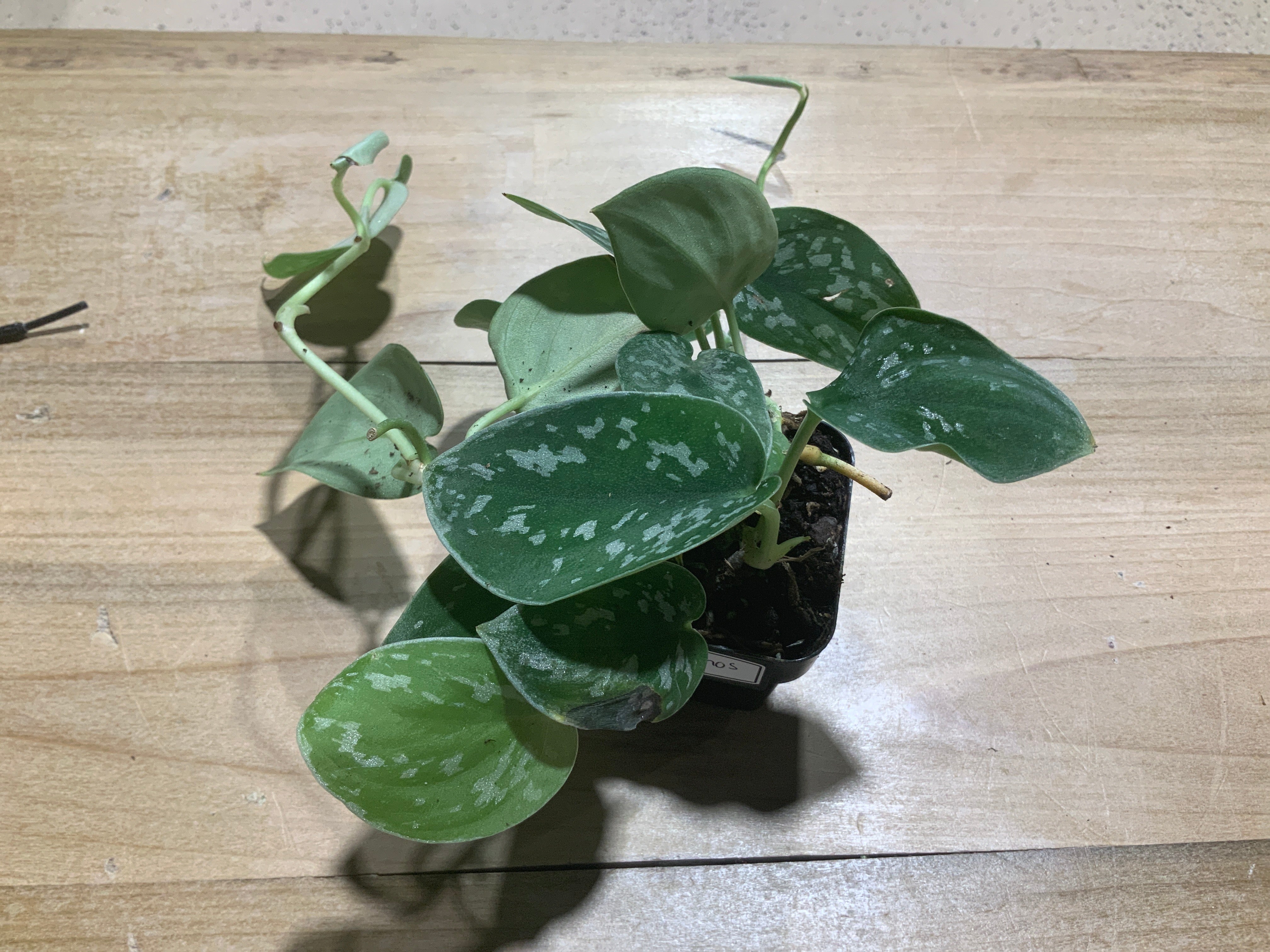 Satin Pothos- 3 in