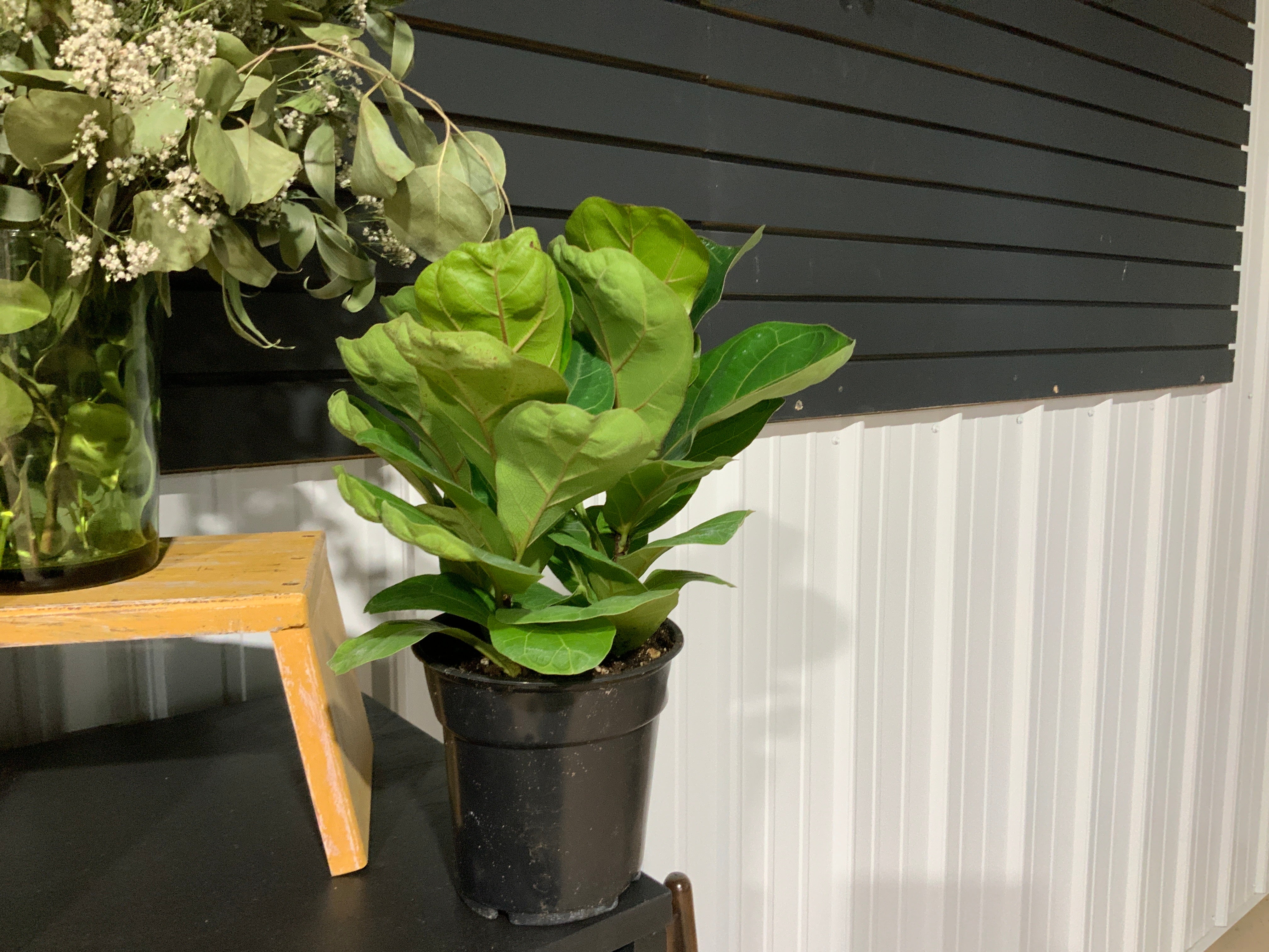 Fiddle Leaf Plant- 6”