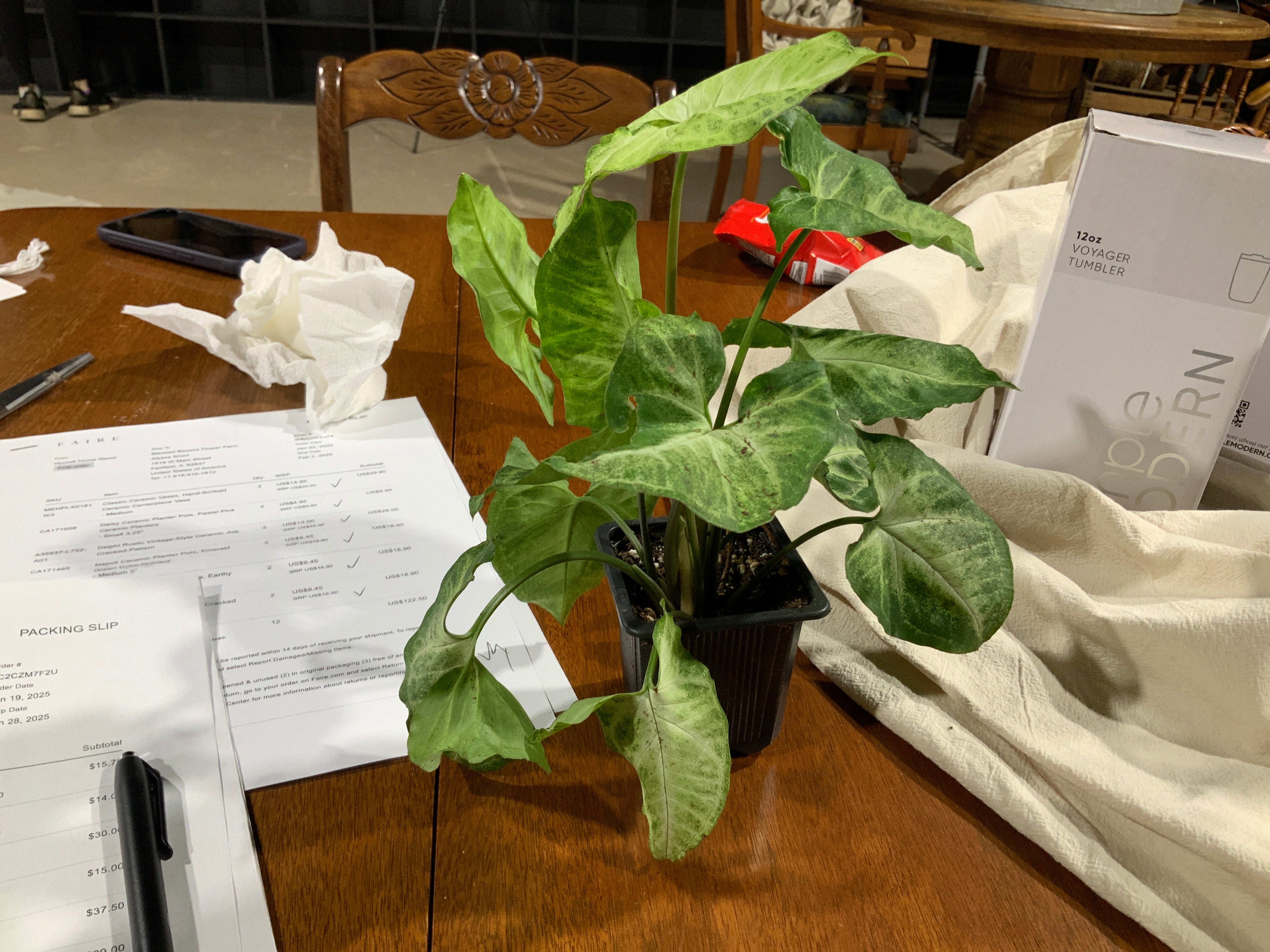 Arrowhead Plant- 3”
