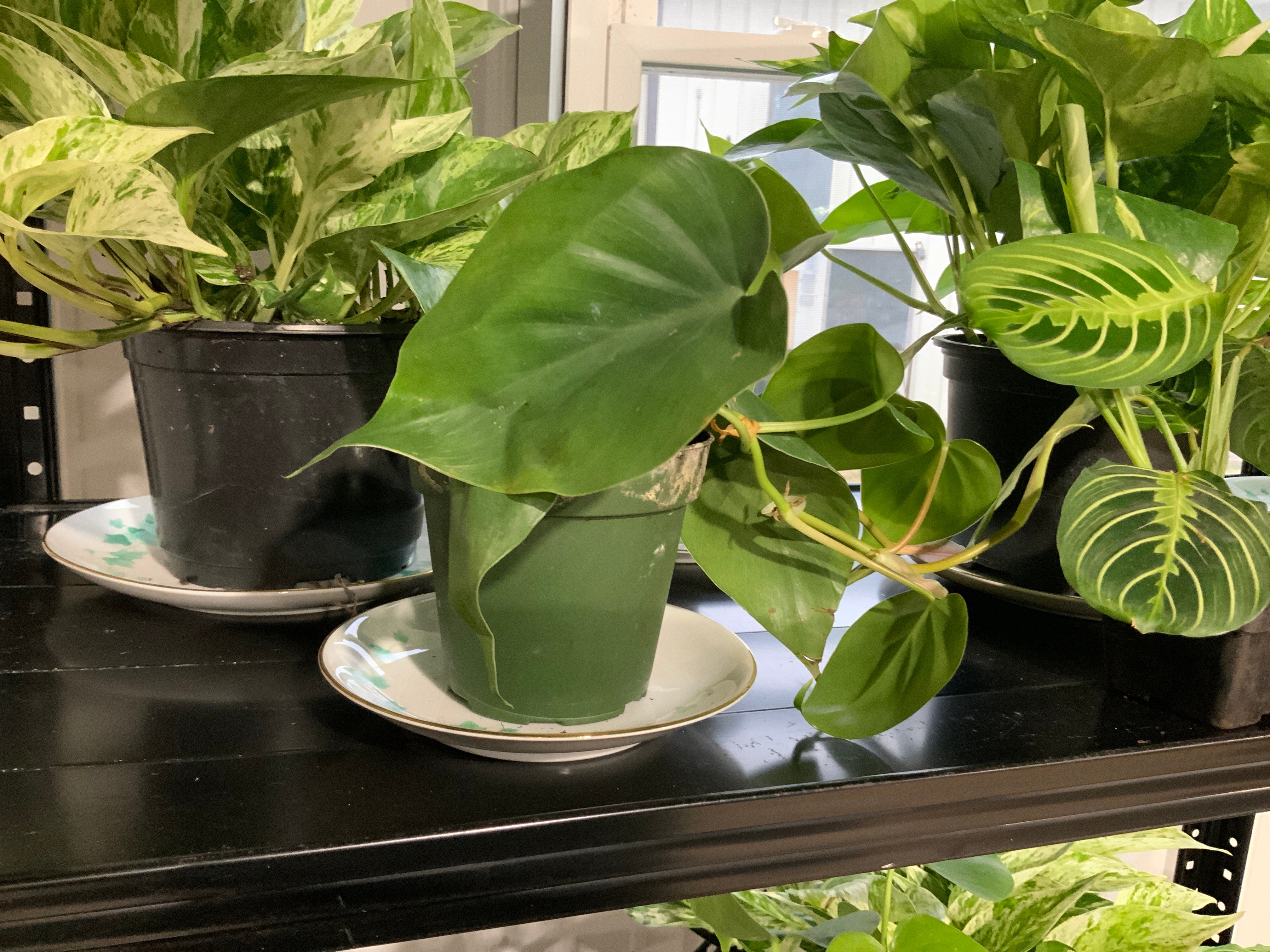 heartleaf philodendron flower Heartleaf Philodendron- 4” – Blessed Blooms Flower Farm