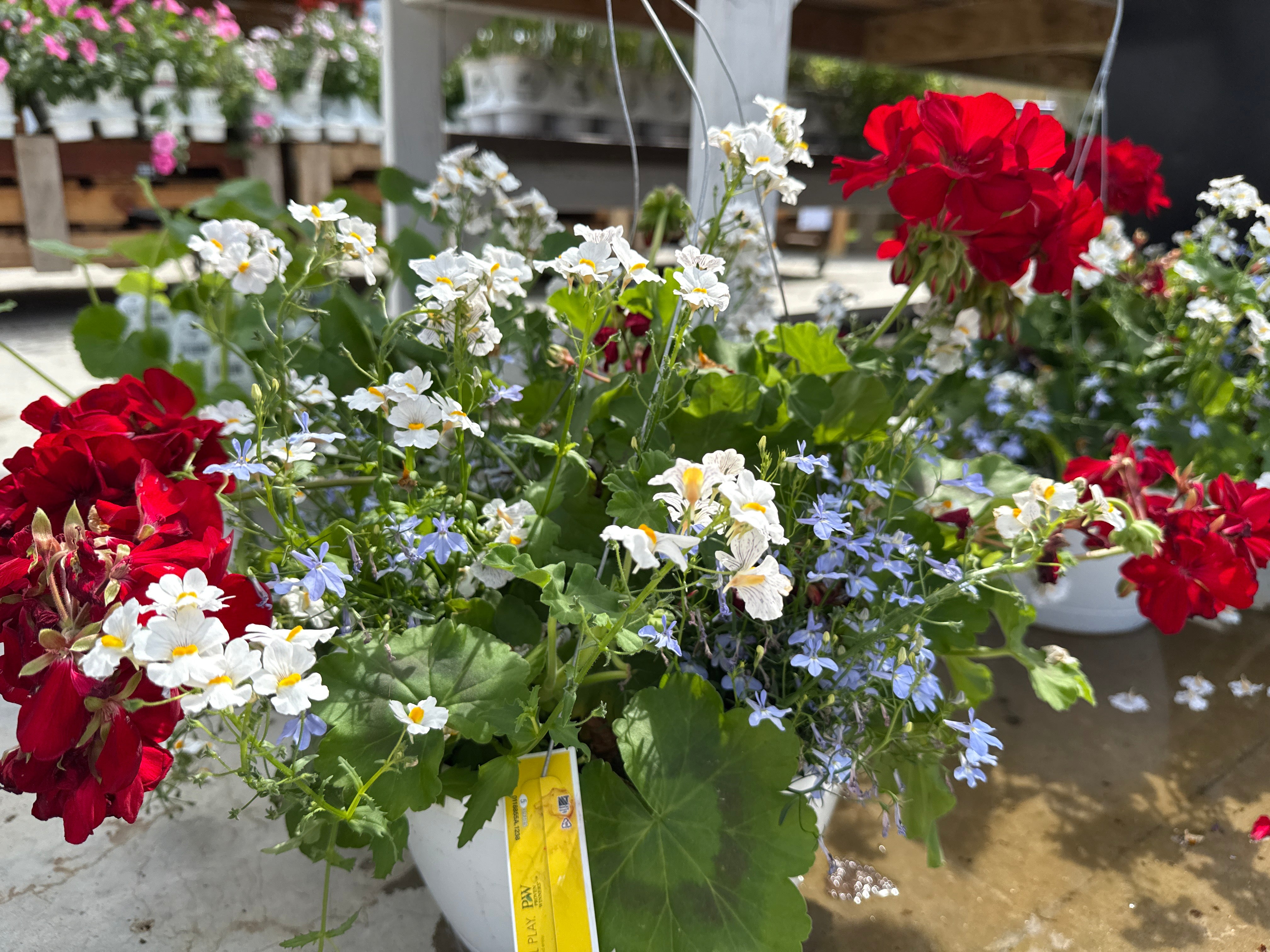 Rockets red glare hanging baskets