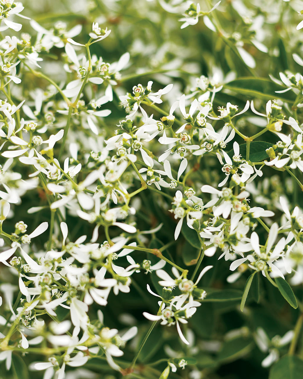 Diamond Frost Euphorbia (PROVEN WINNERS®)