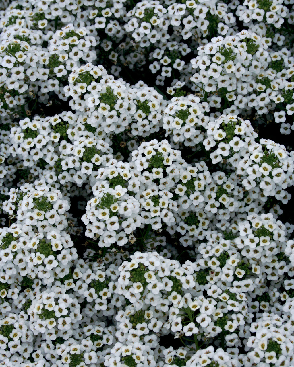 Snow Princess Lobularia – Fragrant White Alyssum – Proven Winners® Annual Flower