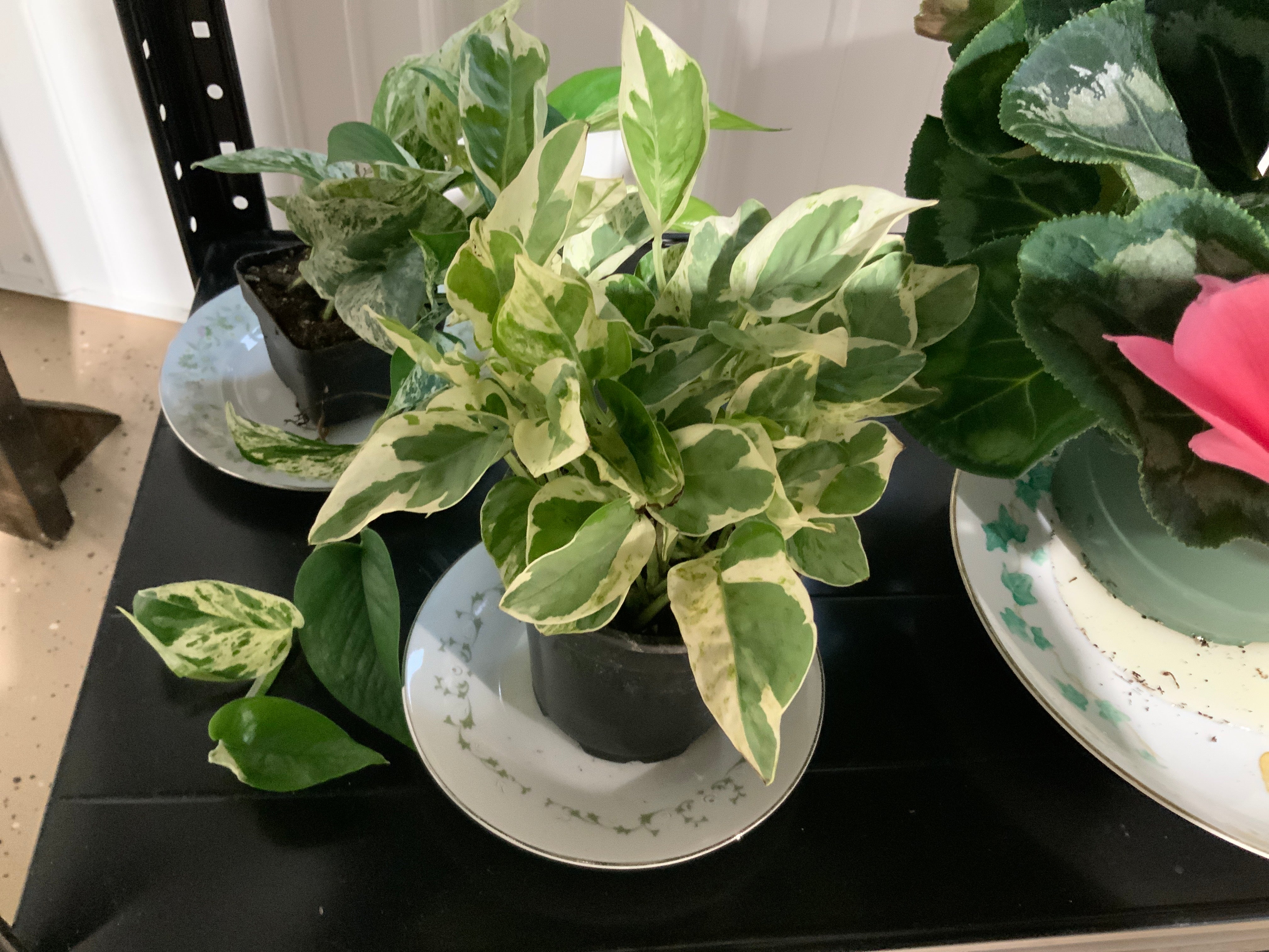 Pearls and Jade Pothos- 4”