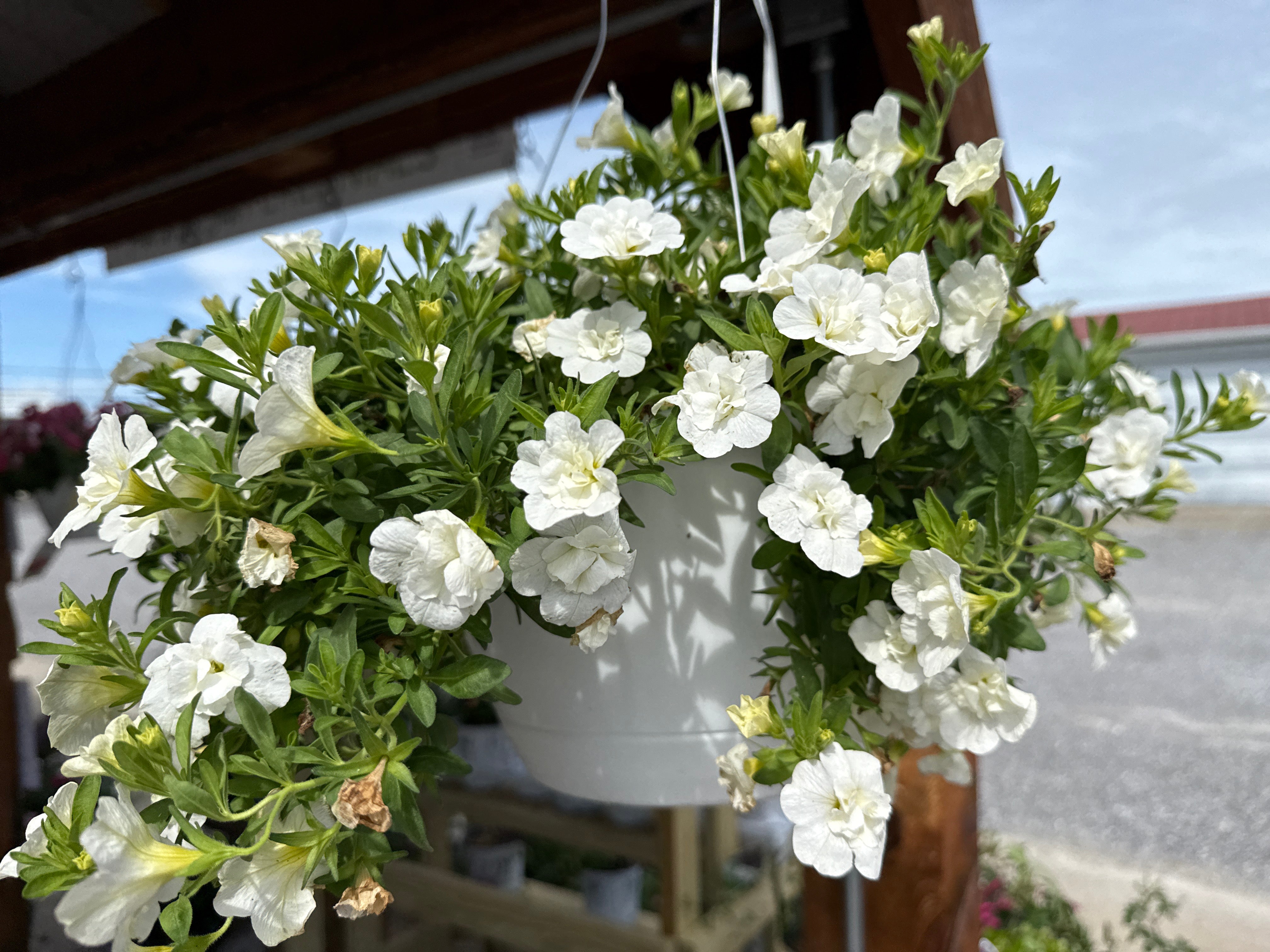 white hanging pot plants Superbells® Double White Hanging Basket (PROVEN WINNERS®)