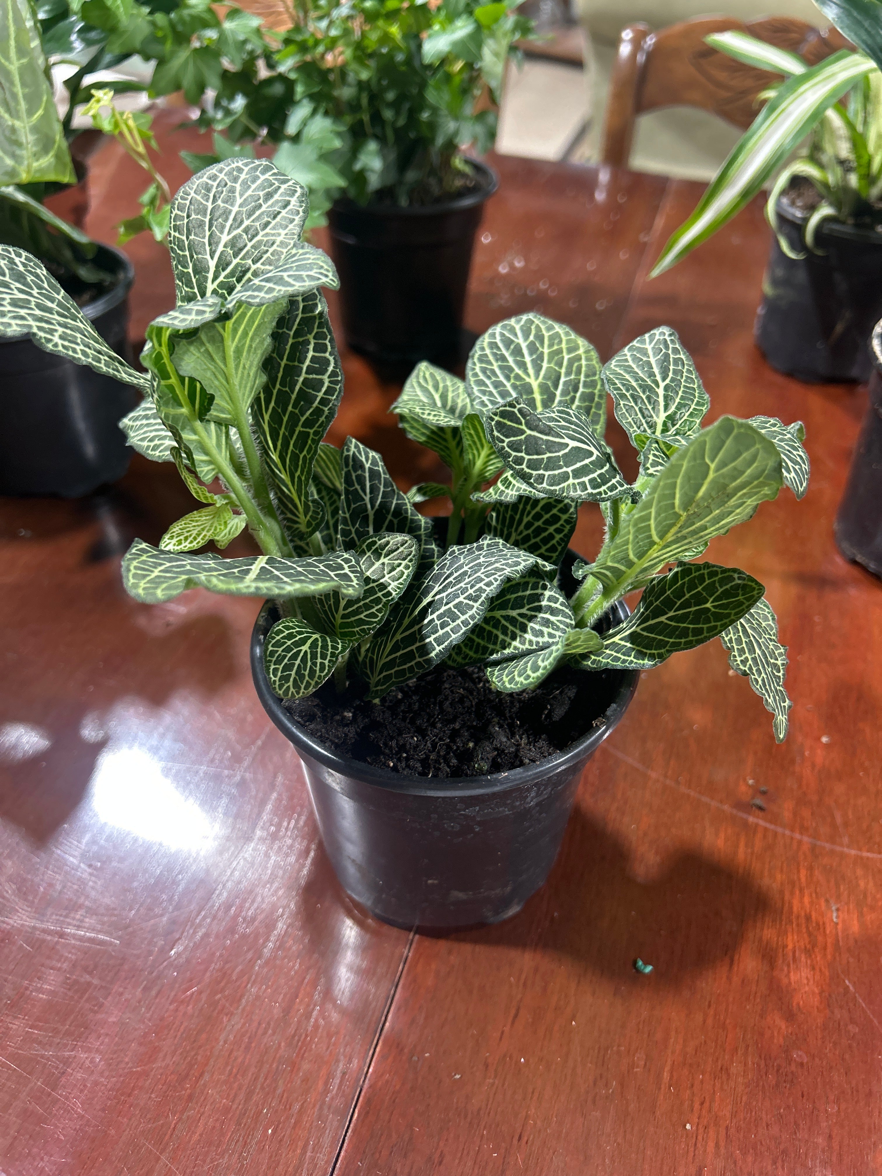 White Fittonia 4”