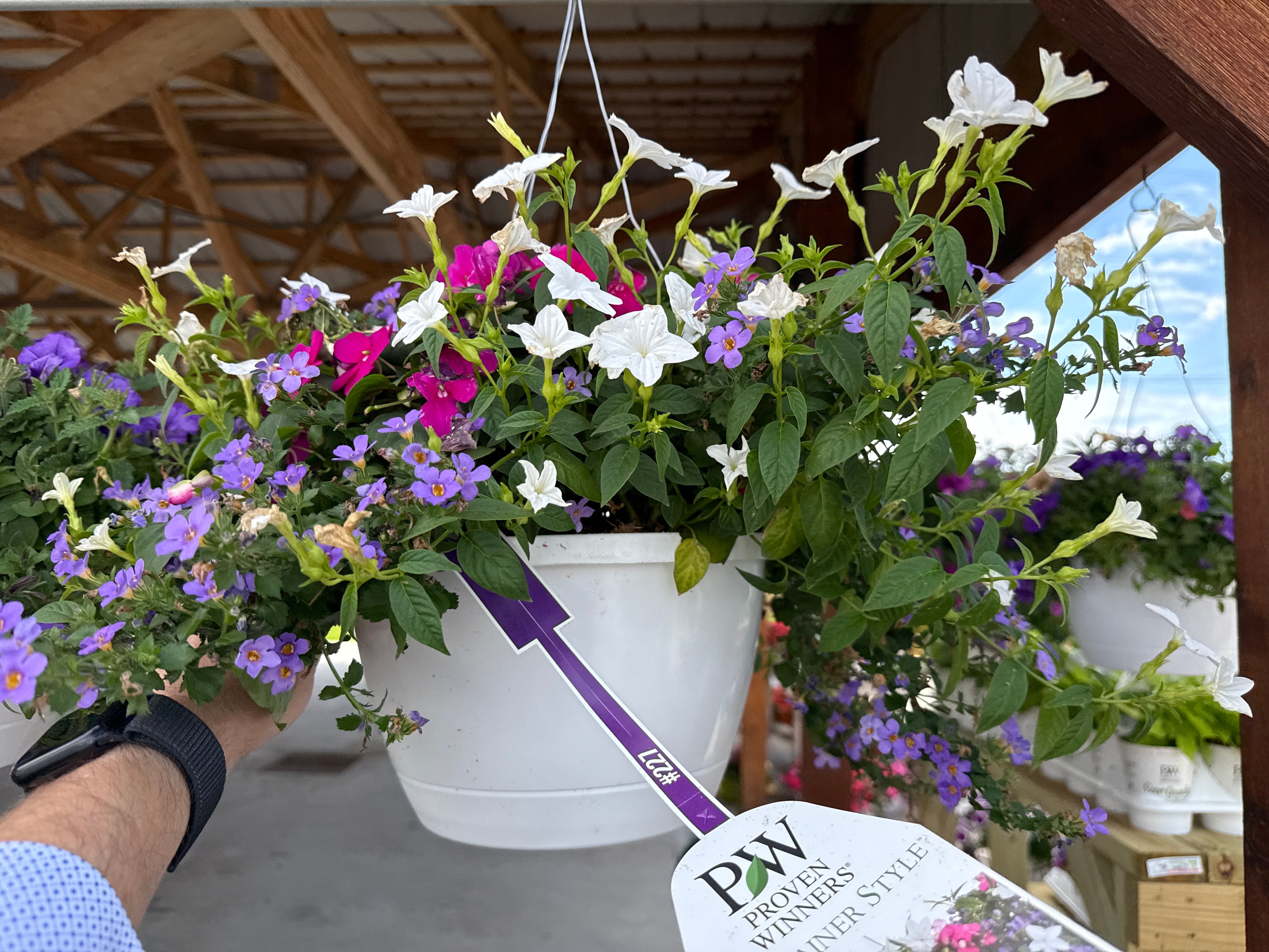 Enduring Enchantment Hanging Basket (PROVEN WINNERS®)