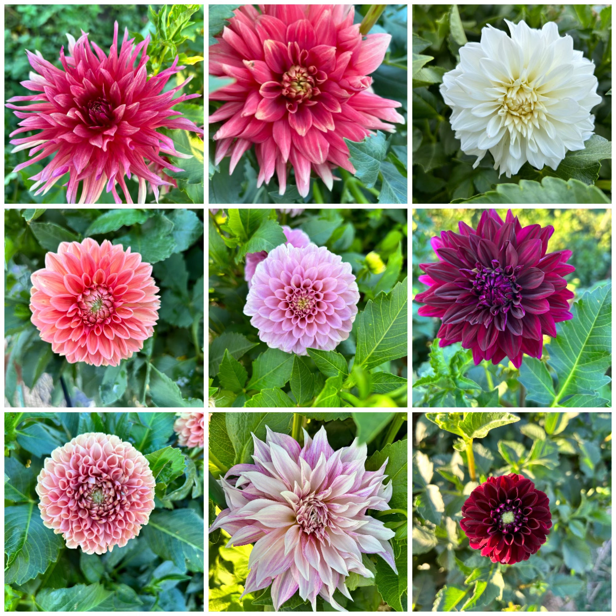 Mixed Grower’s Choice Tuber Package