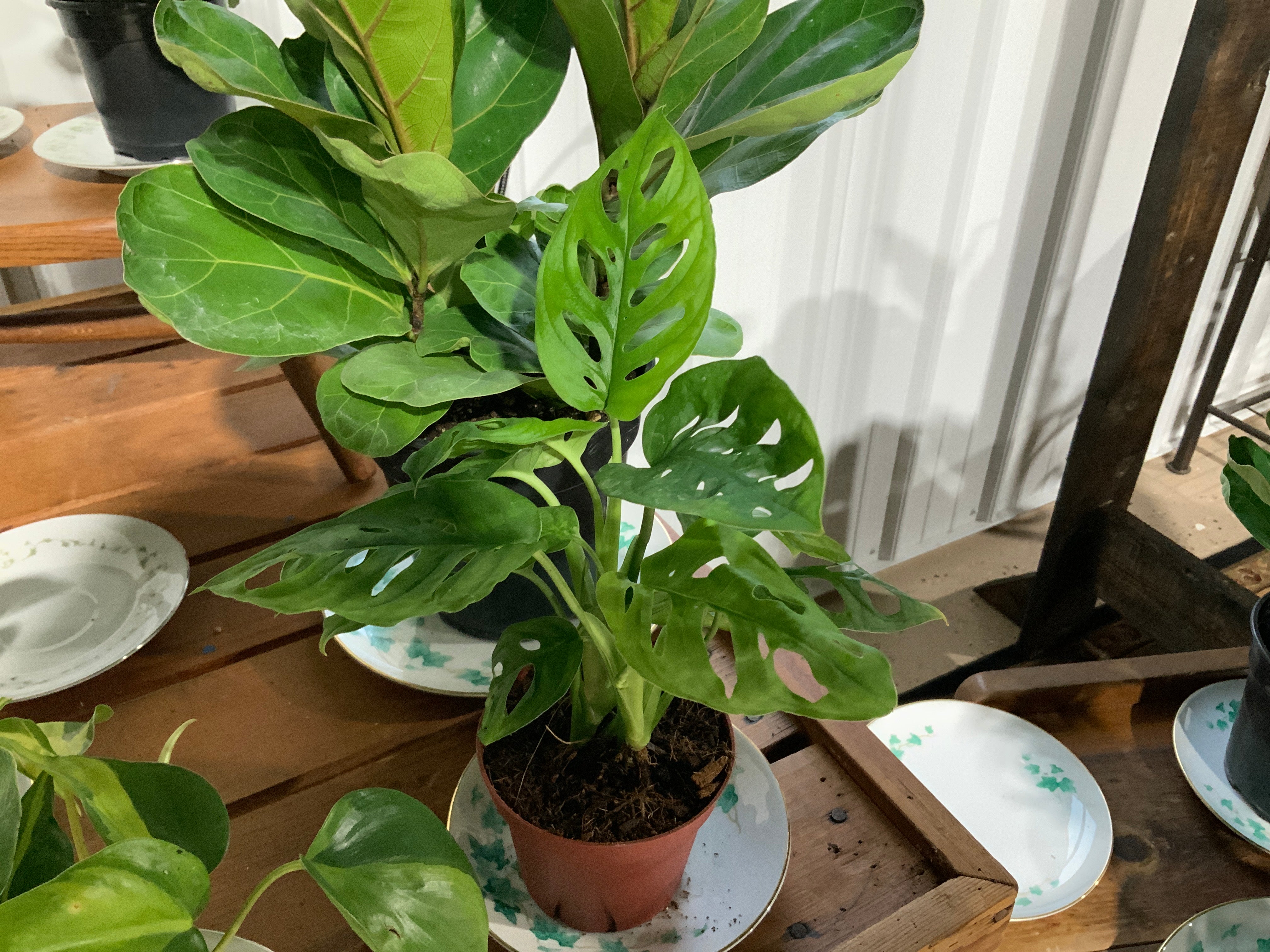 Swiss Cheese Monstera- 4”