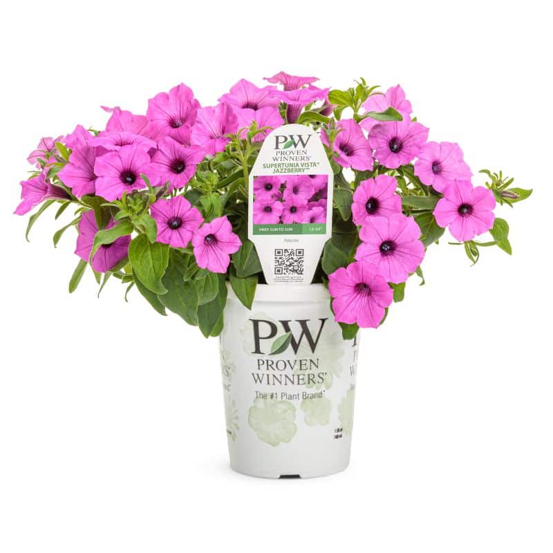 Vista Jazzberry Supertunia – Vigorous Spreading Petunia – Proven Winners® Annual