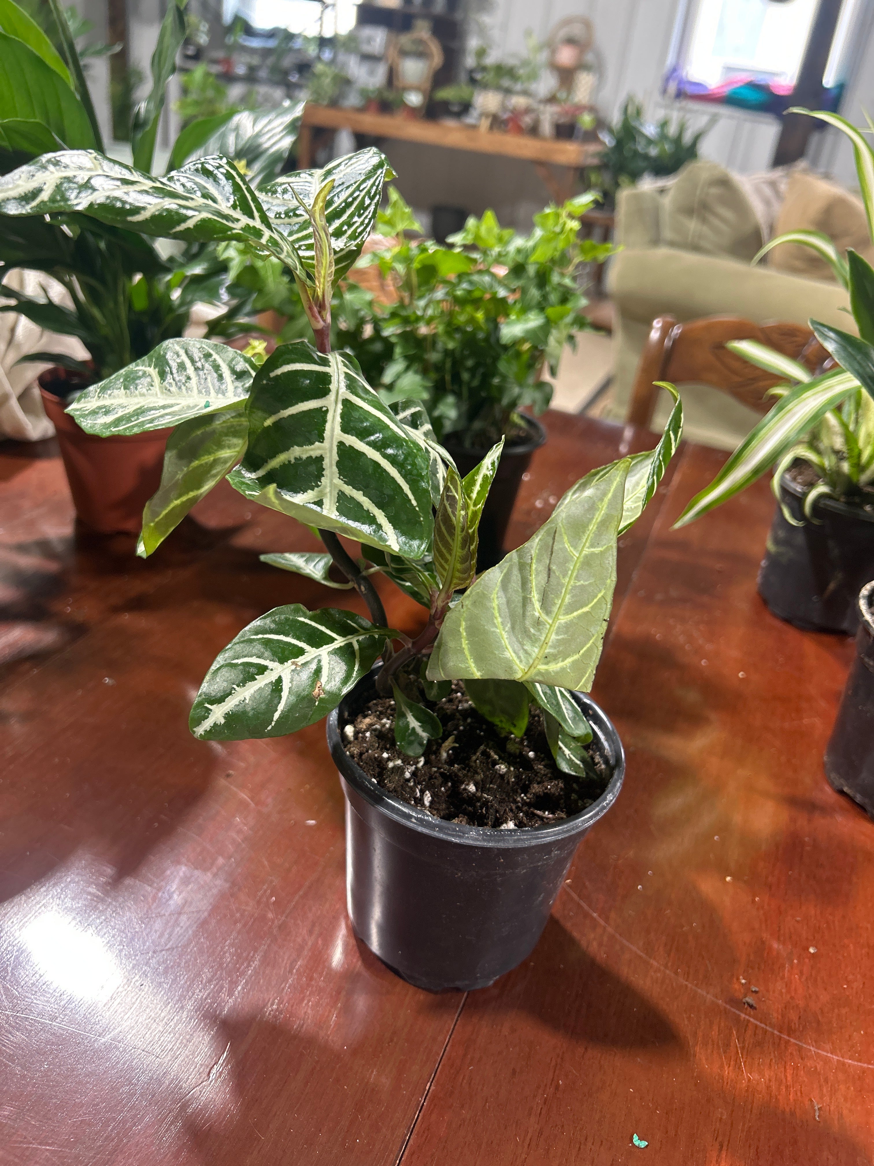 Zebra Plant 4”