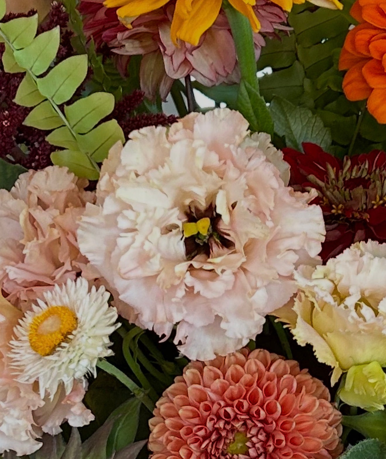 Voyage 2 Lisianthus Plugs – Champagne