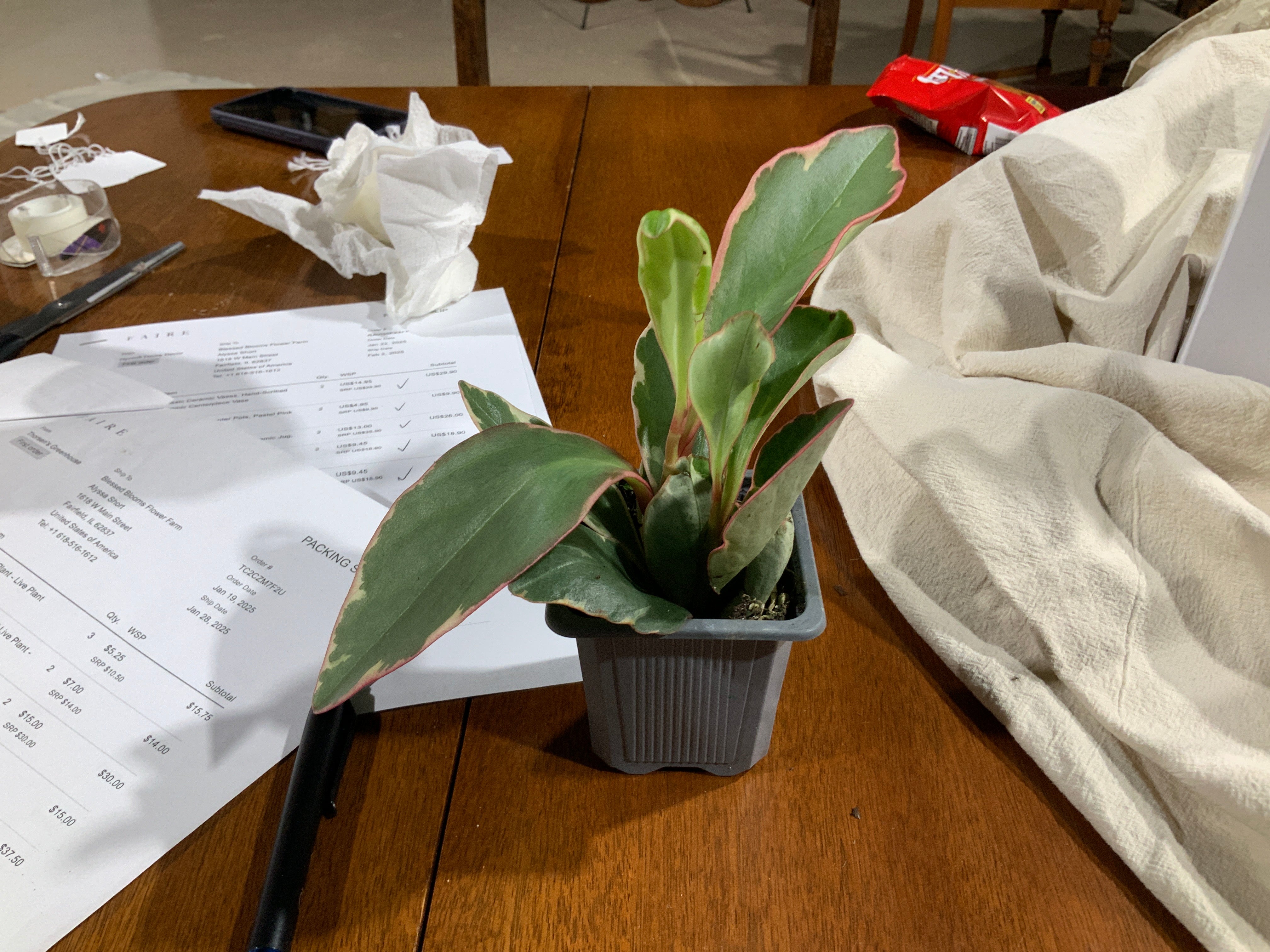 Pepperomia “Ginny”- 3’
