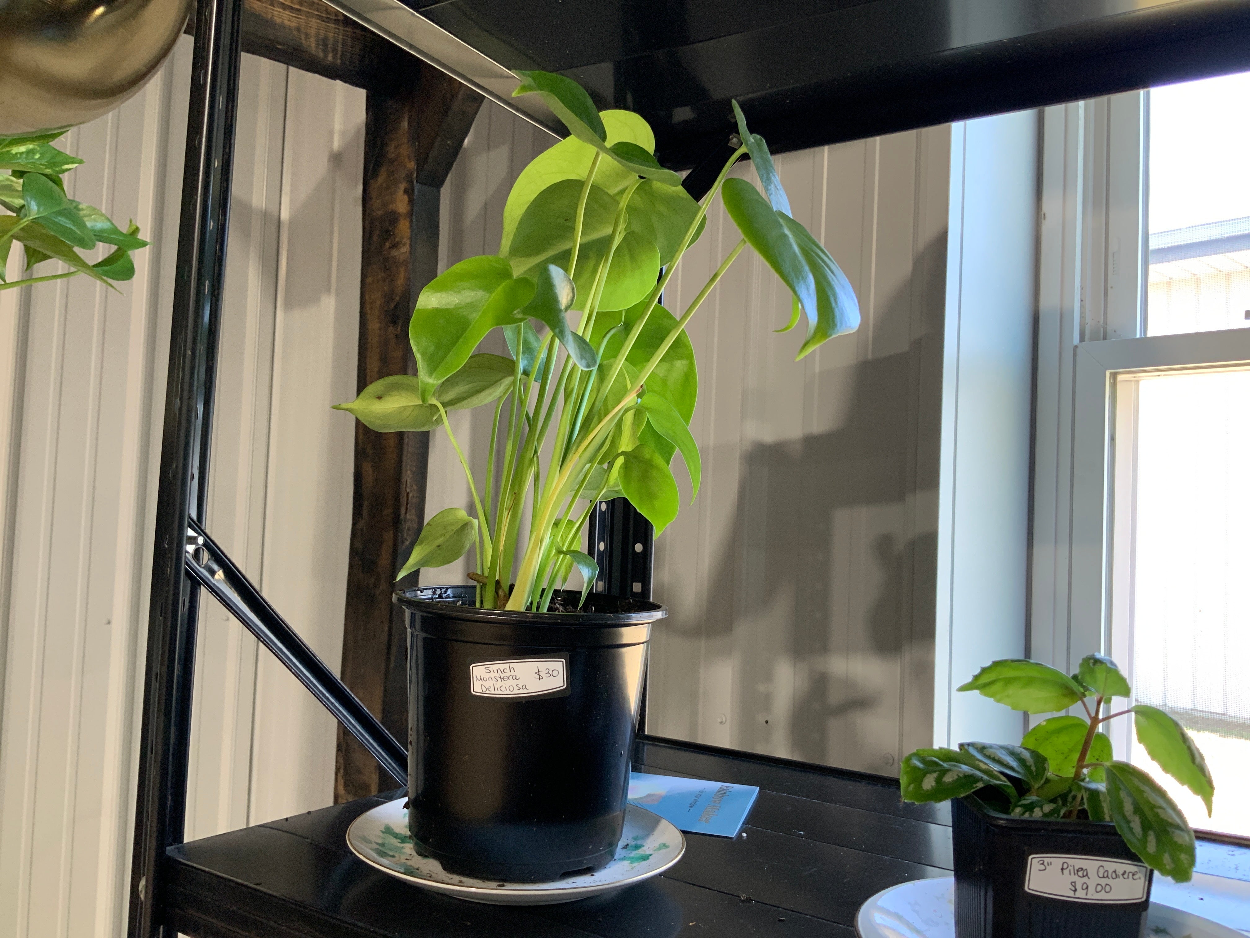 Monstera Deliciosa- 5 inch