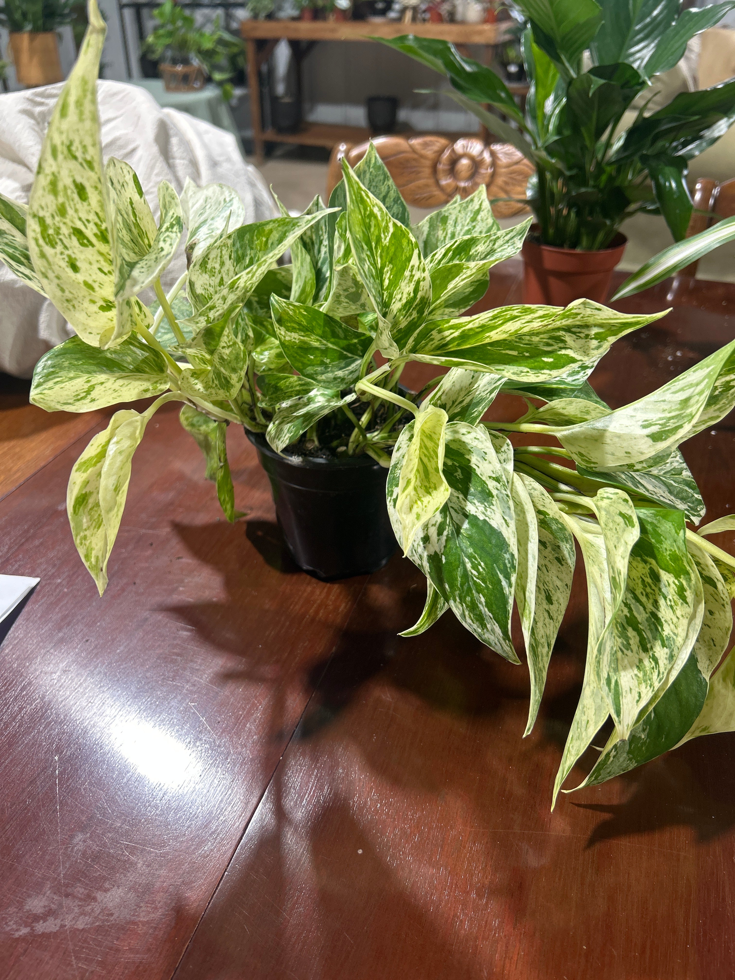 Marble Queen Pothos 4”