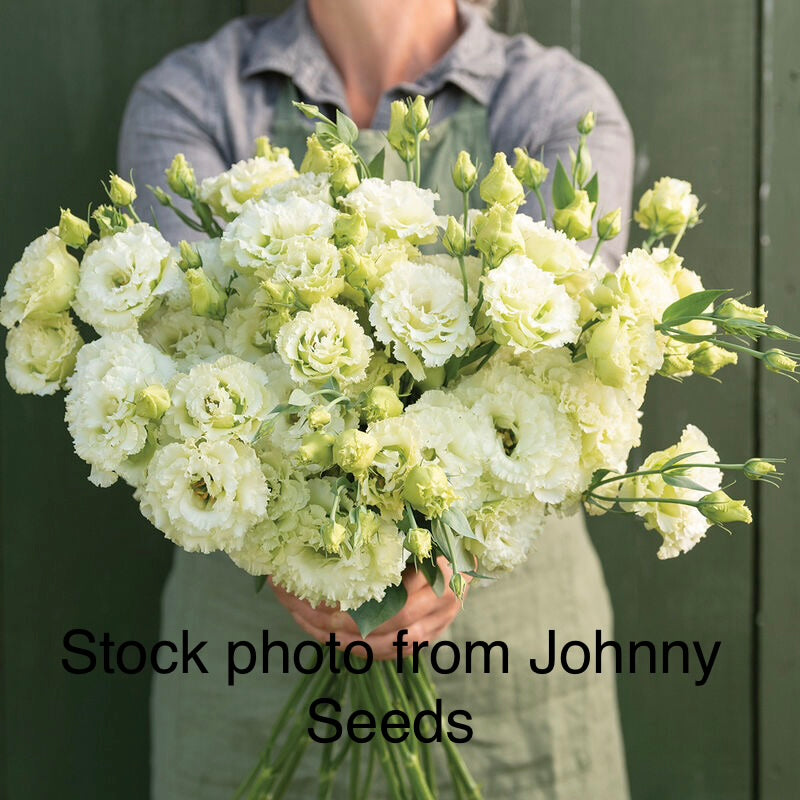 Voyage 2 Lisianthus Plugs – Green II