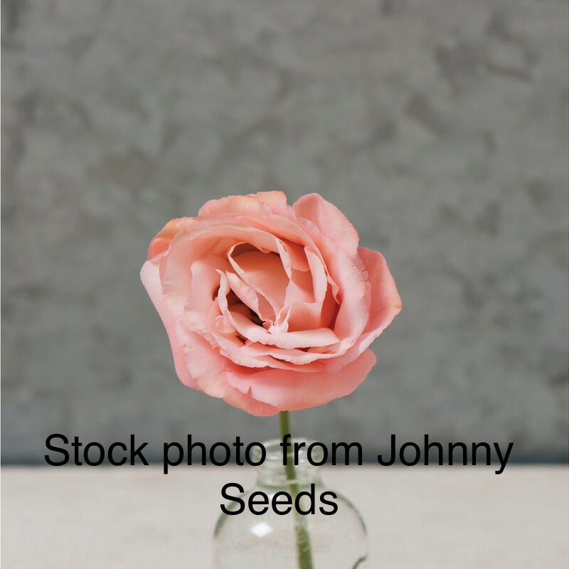 Arena Lisianthus Plugs – Apricot