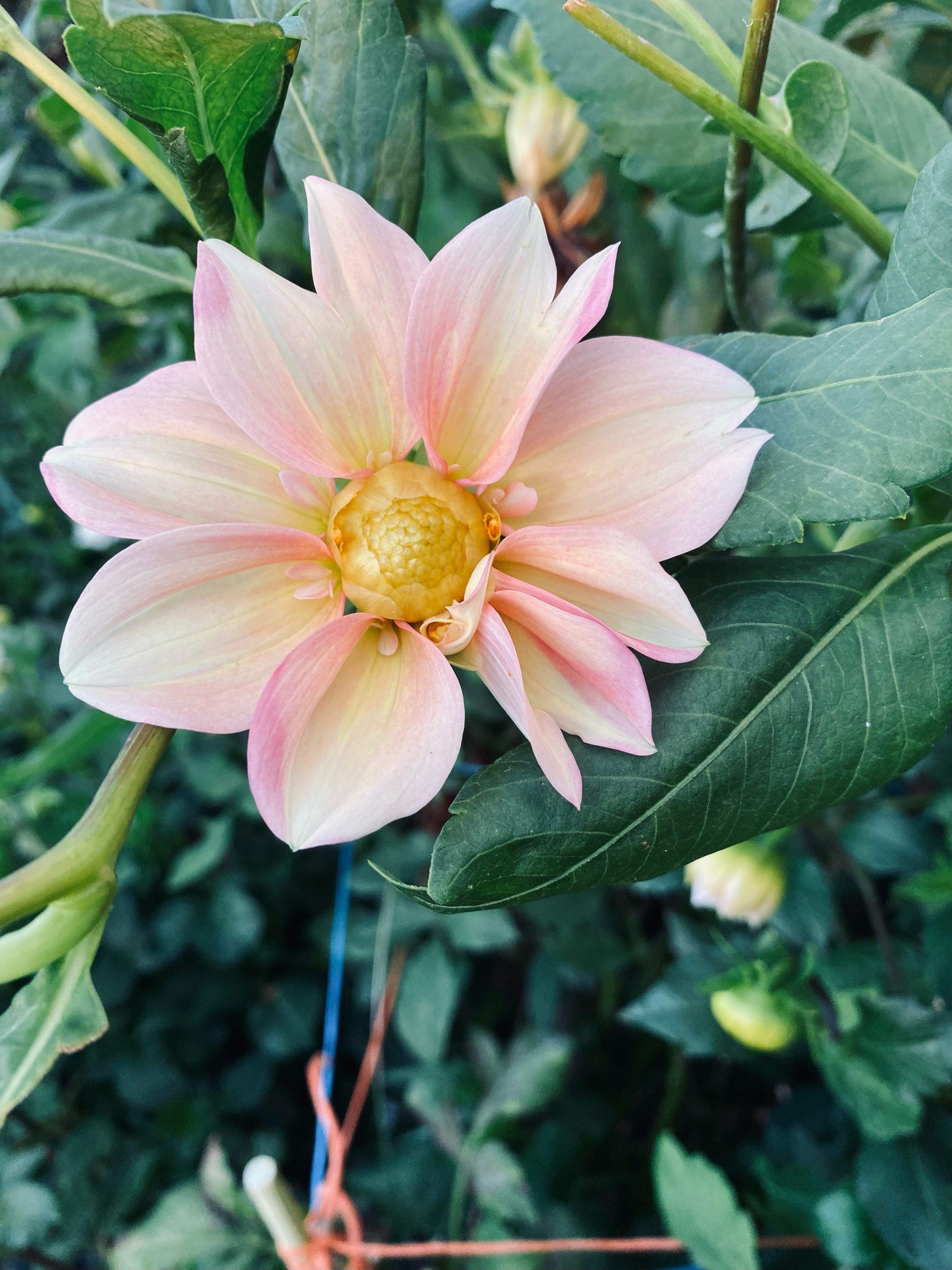 Apple Blossom Dahlia Tuber
