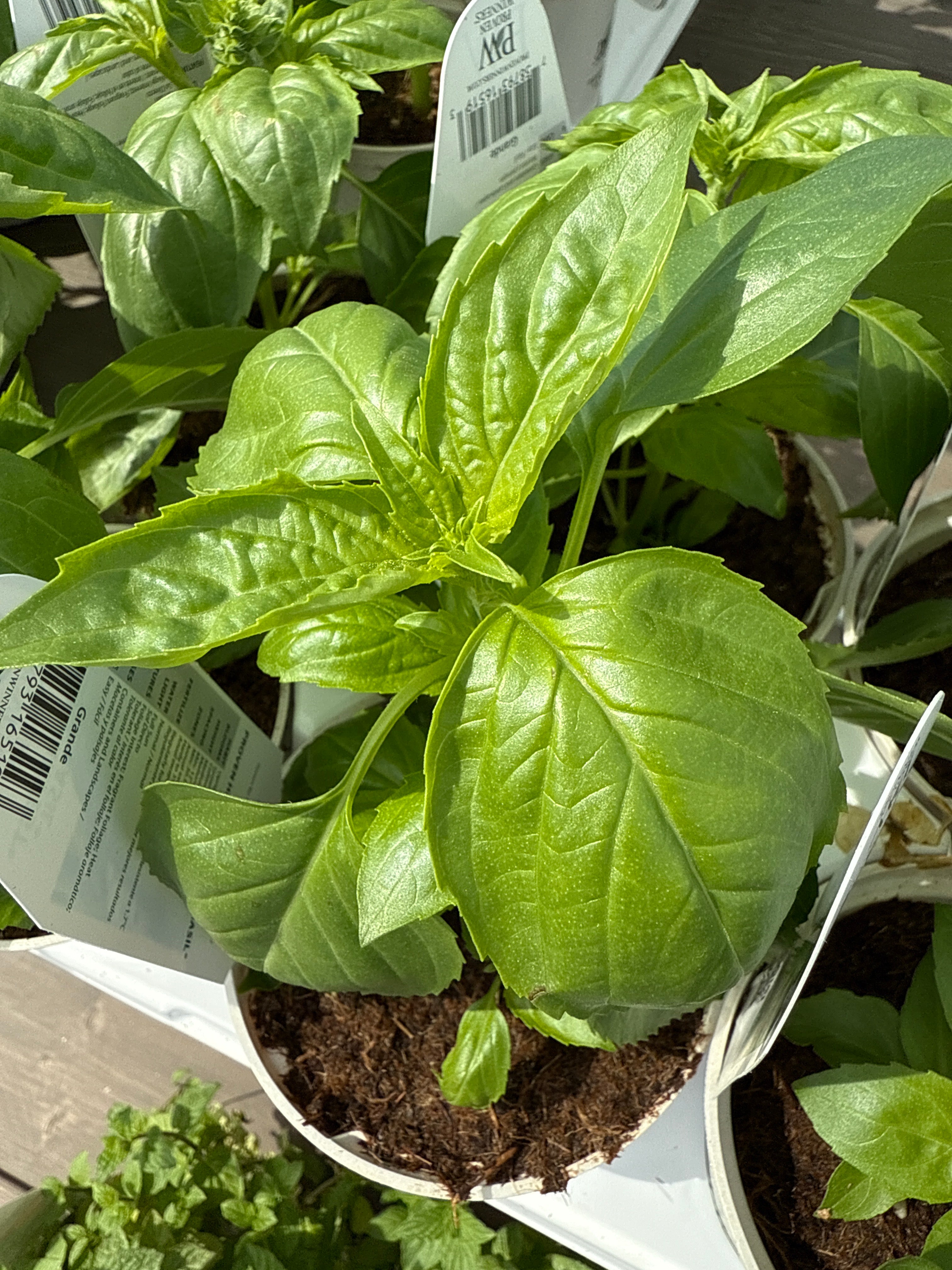 Basil Amazel