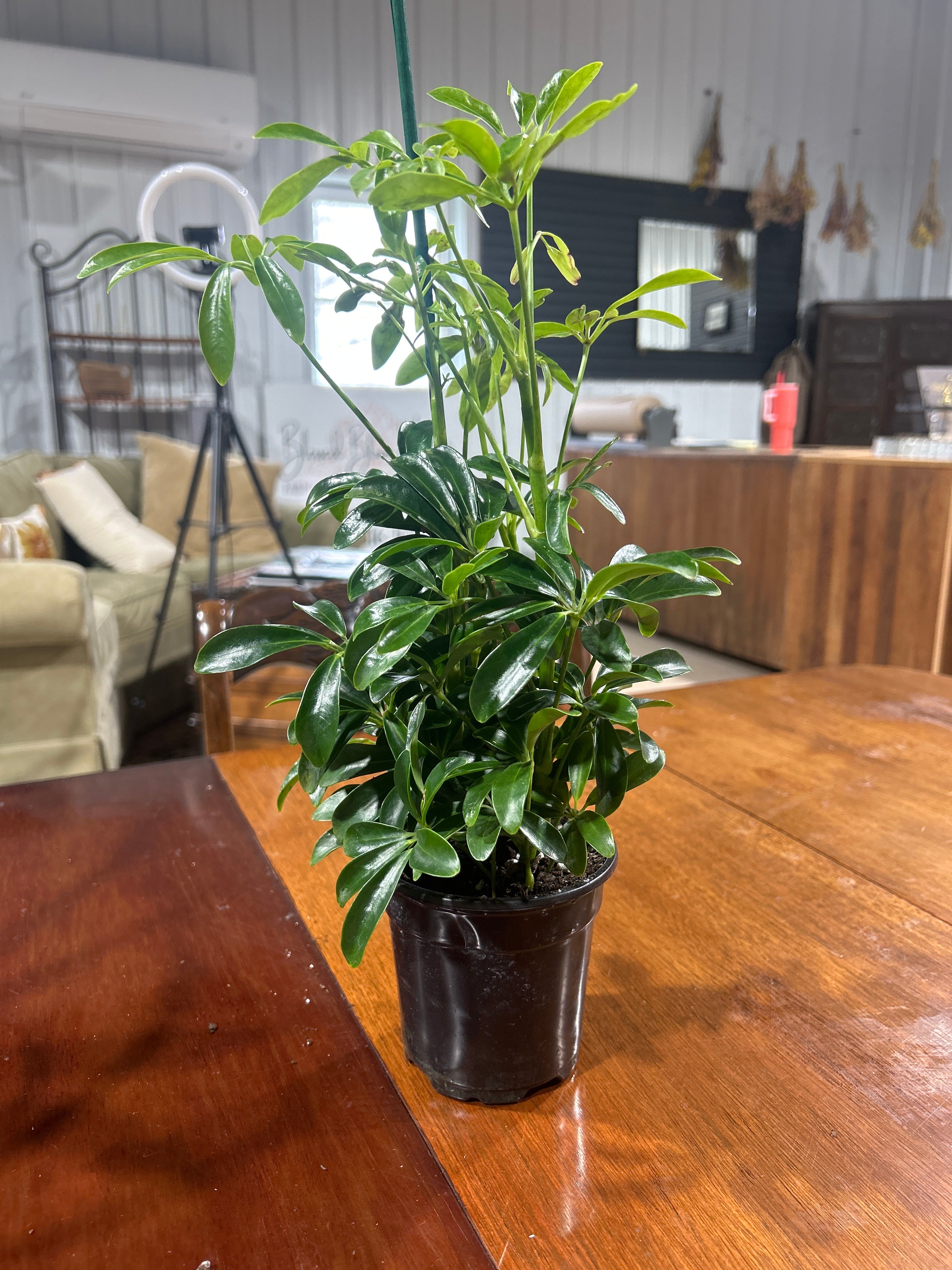 Dwarf Umbrella Tree 4”