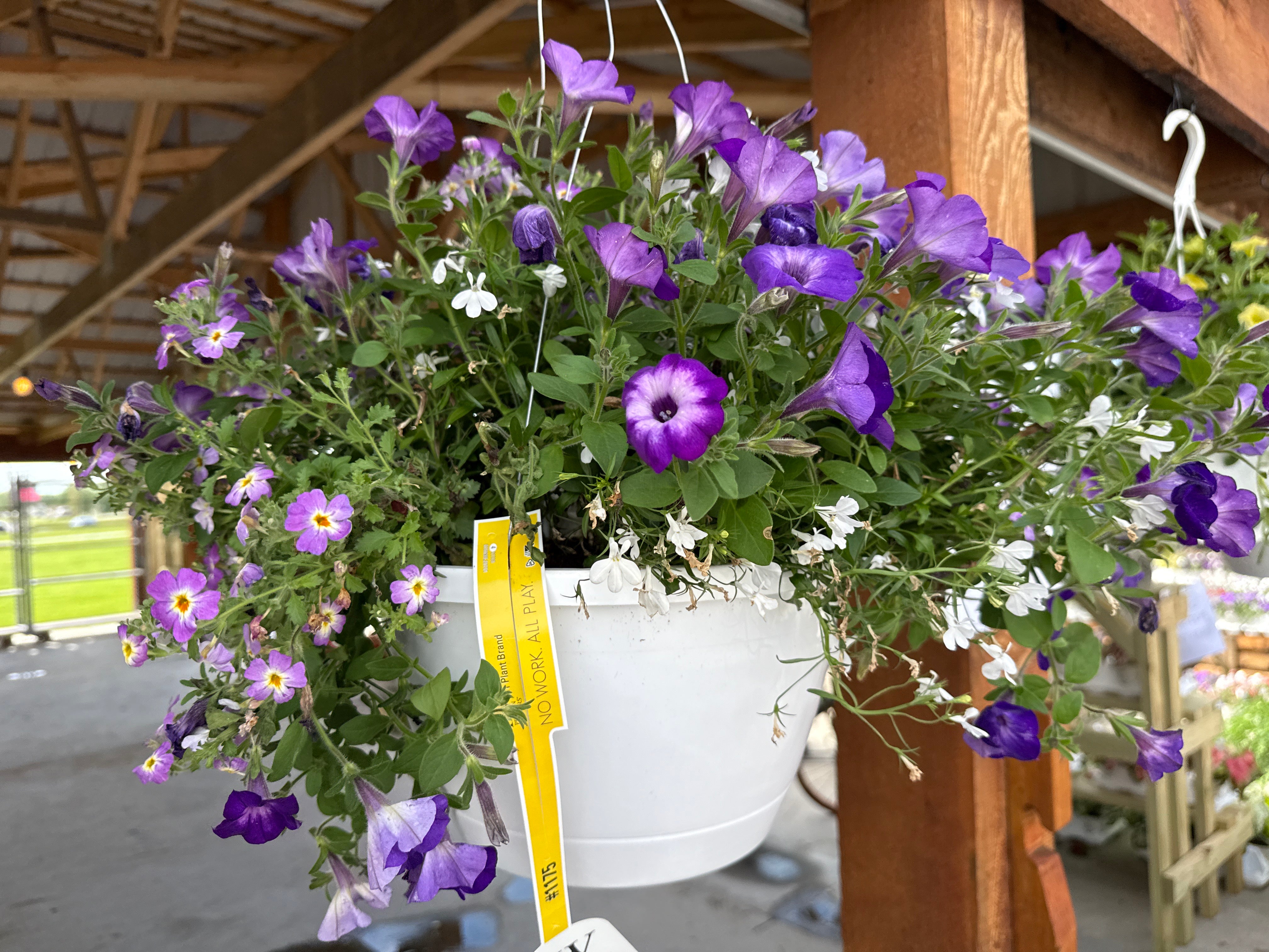 Happy and Healthy Hanging Basket (PROVEN WINNERS®)