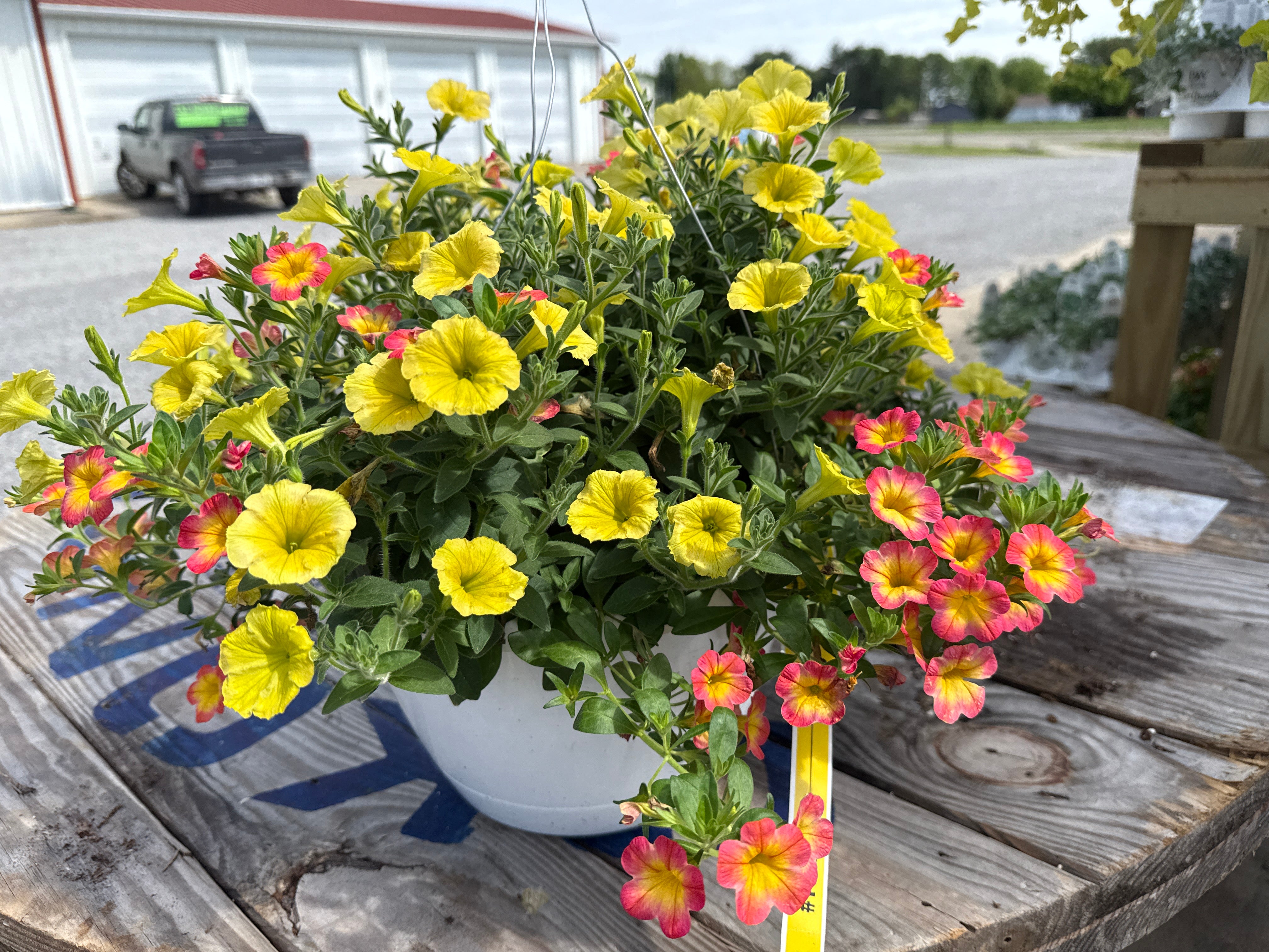 hanging basket plants ivy Ivy and Citrus Hanging Basket (PROVEN WINNERS®) – Blessed Blooms Flower Farm