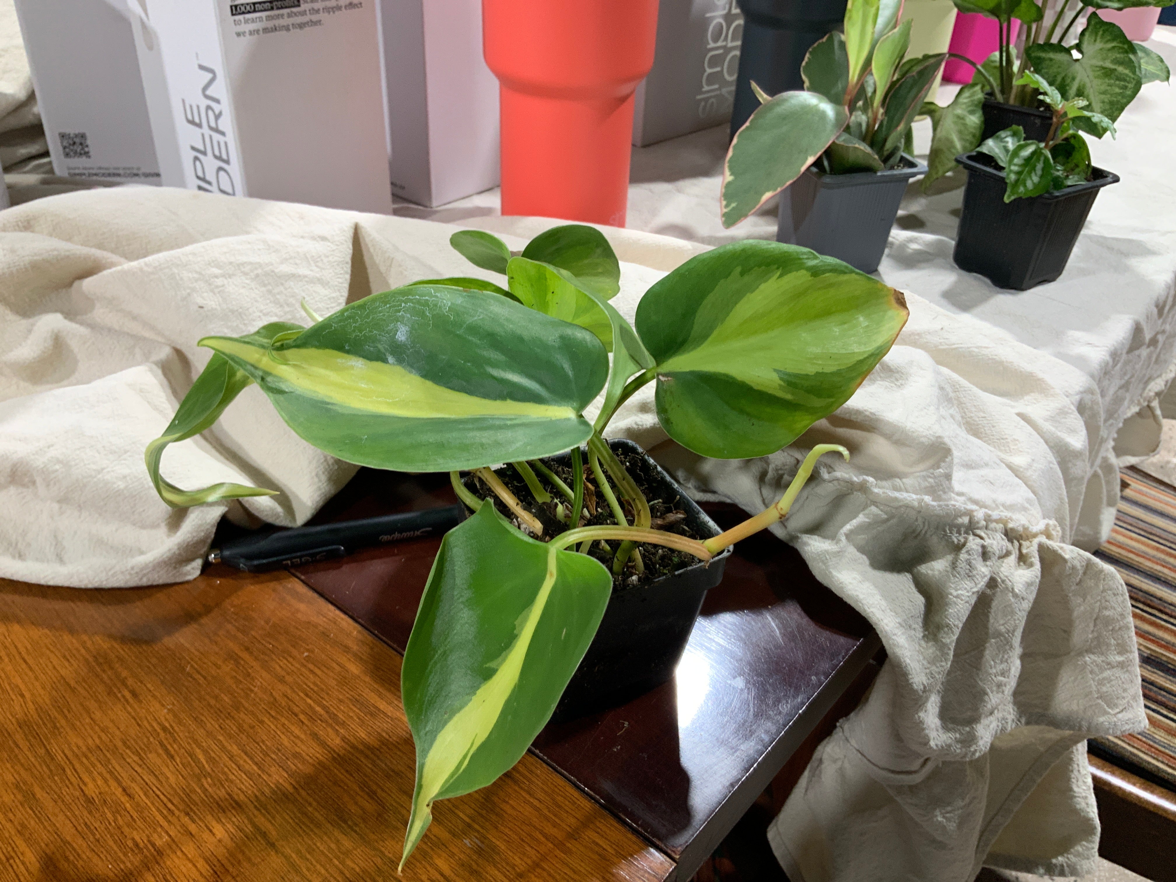 Golden Pothos- 3”