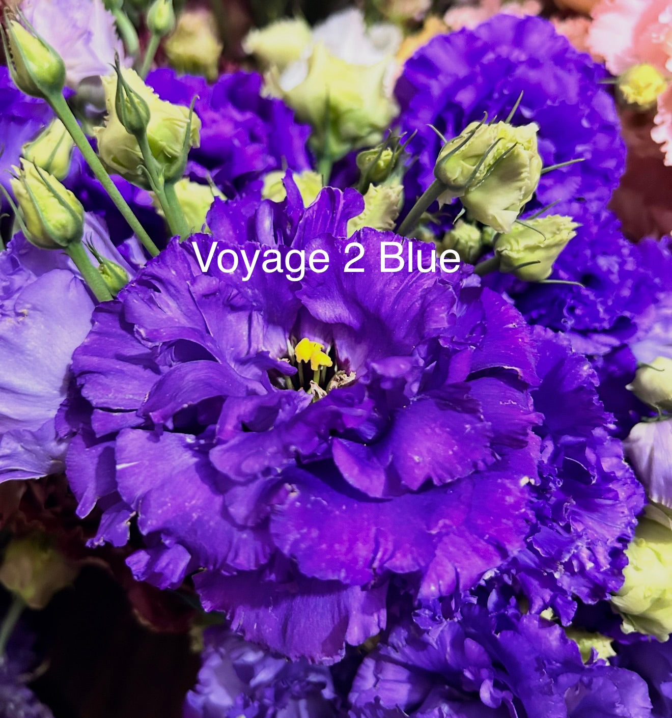 Mixed Trays-Late Seeded