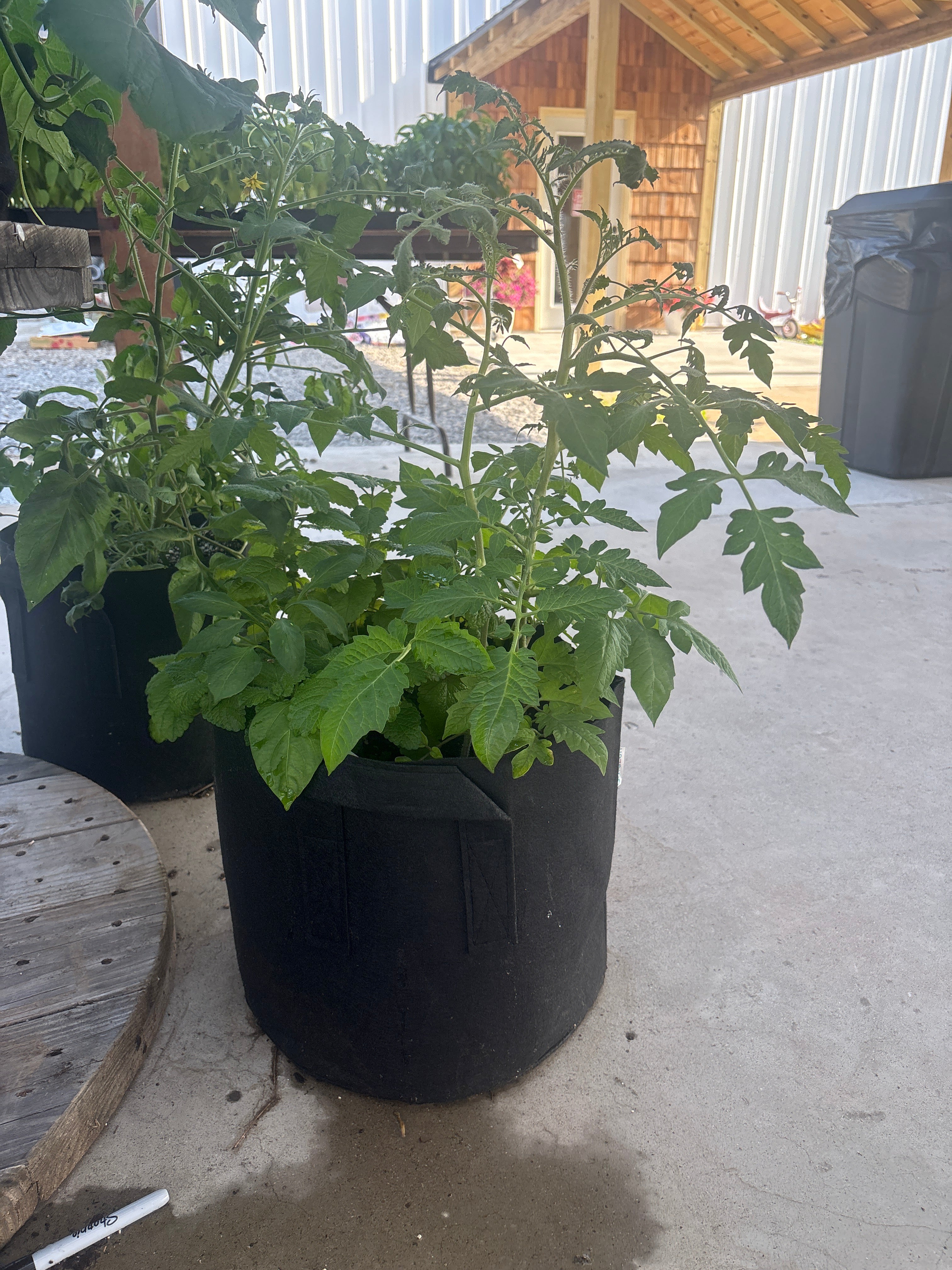 Veggie planter