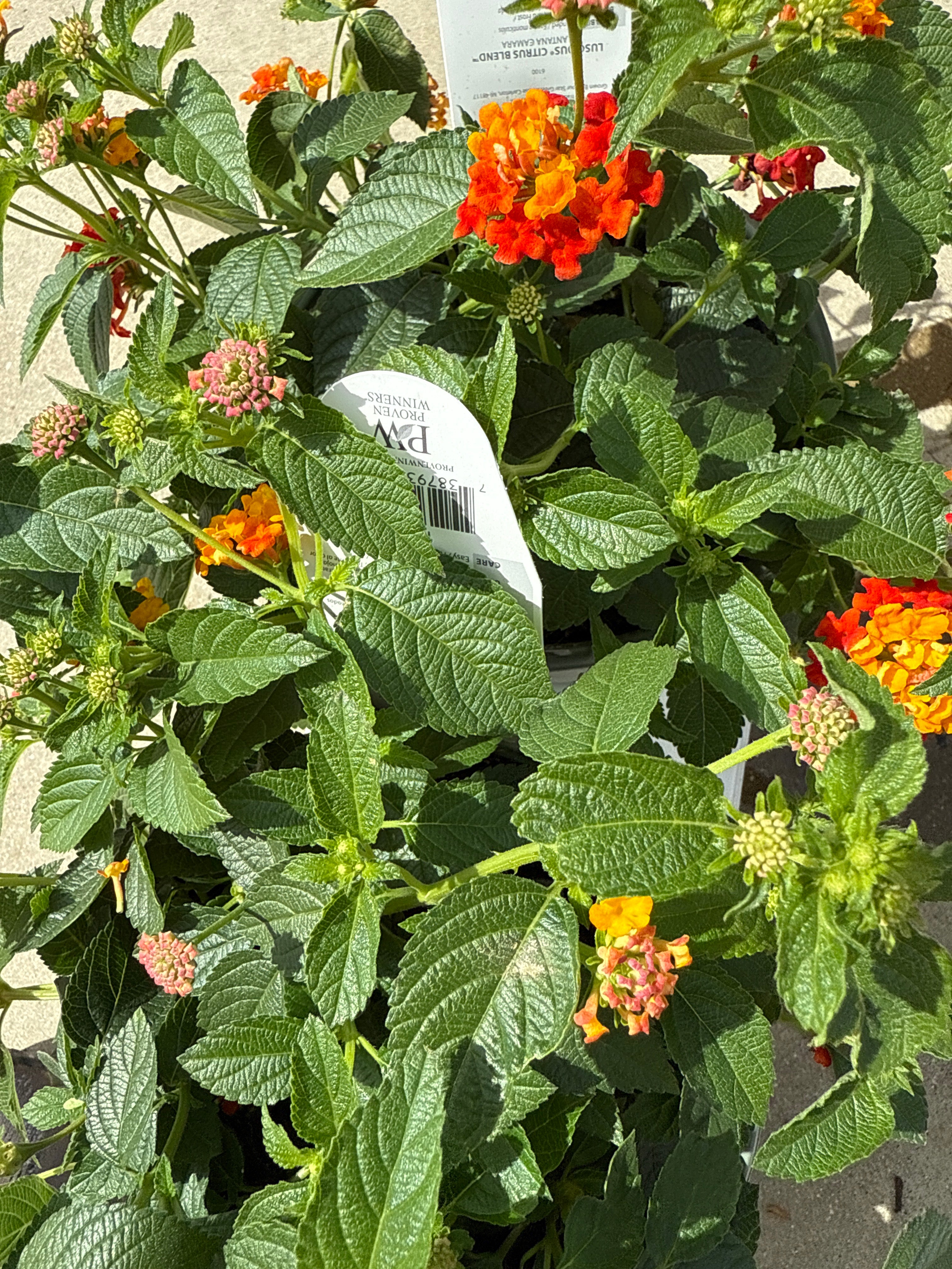 Lucious citrus blend lantana