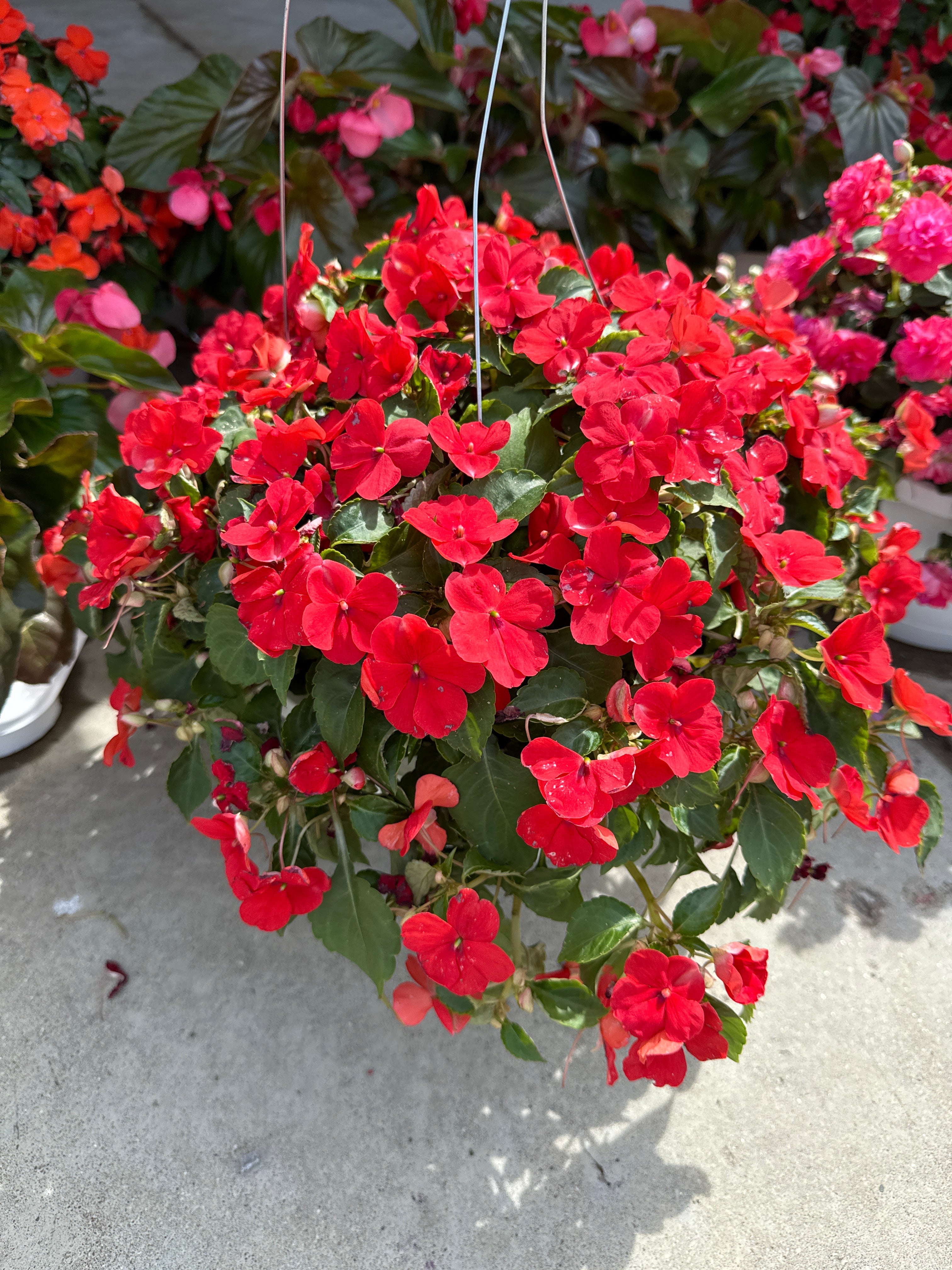 Soprano red impatien hanging basket