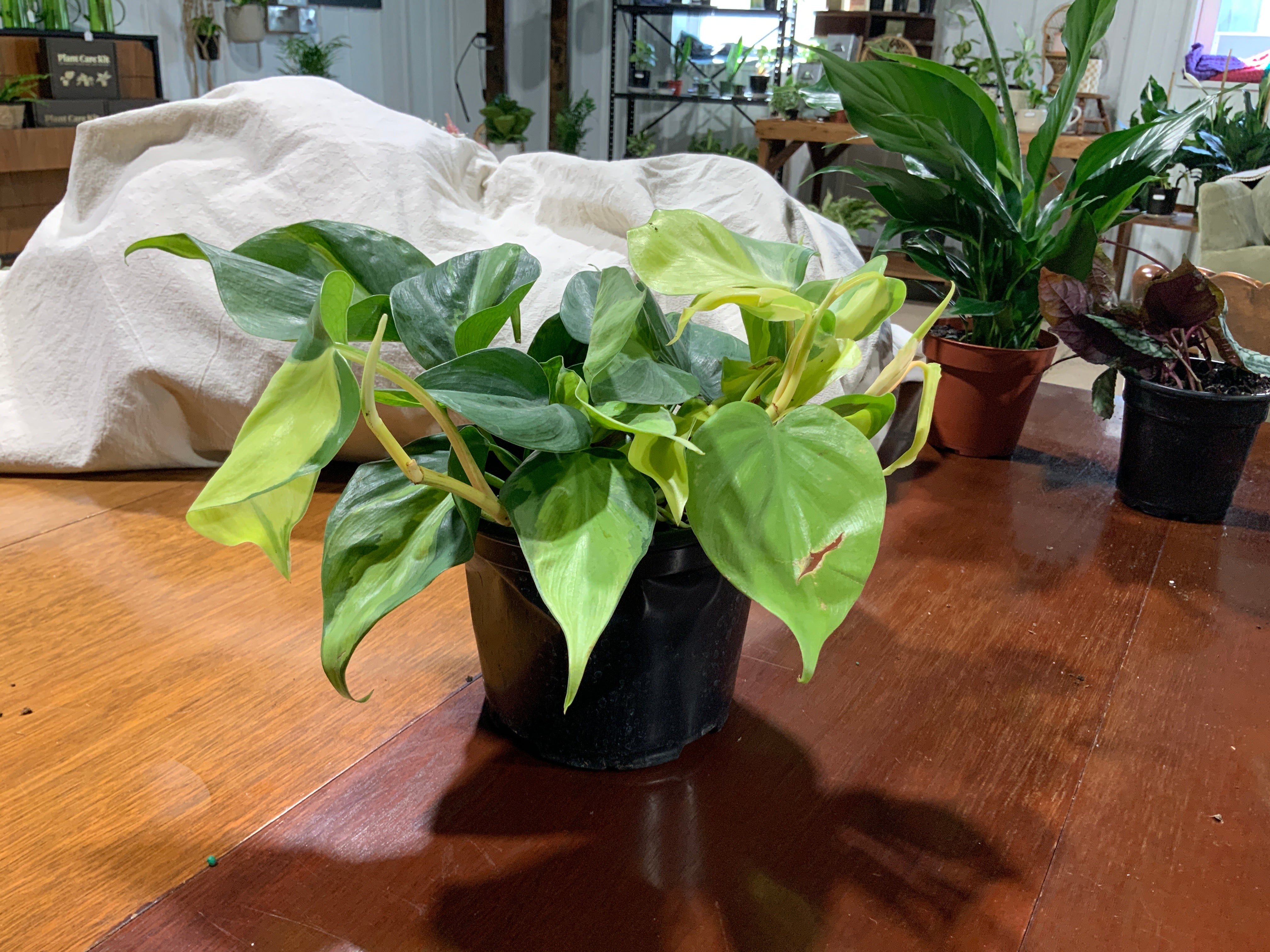 Brazil Philodendron- 6inch