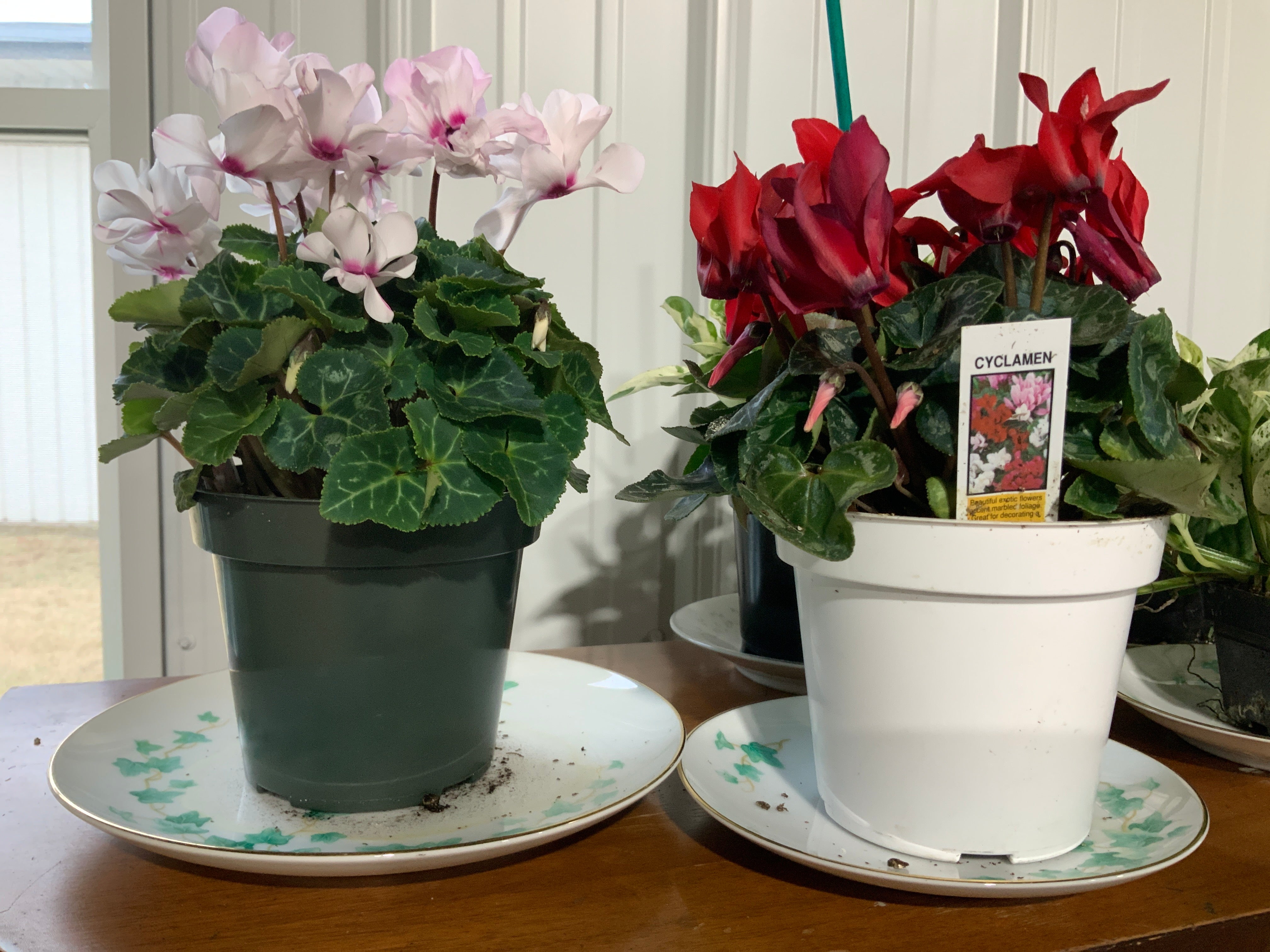 Blooming Cyclamen- small