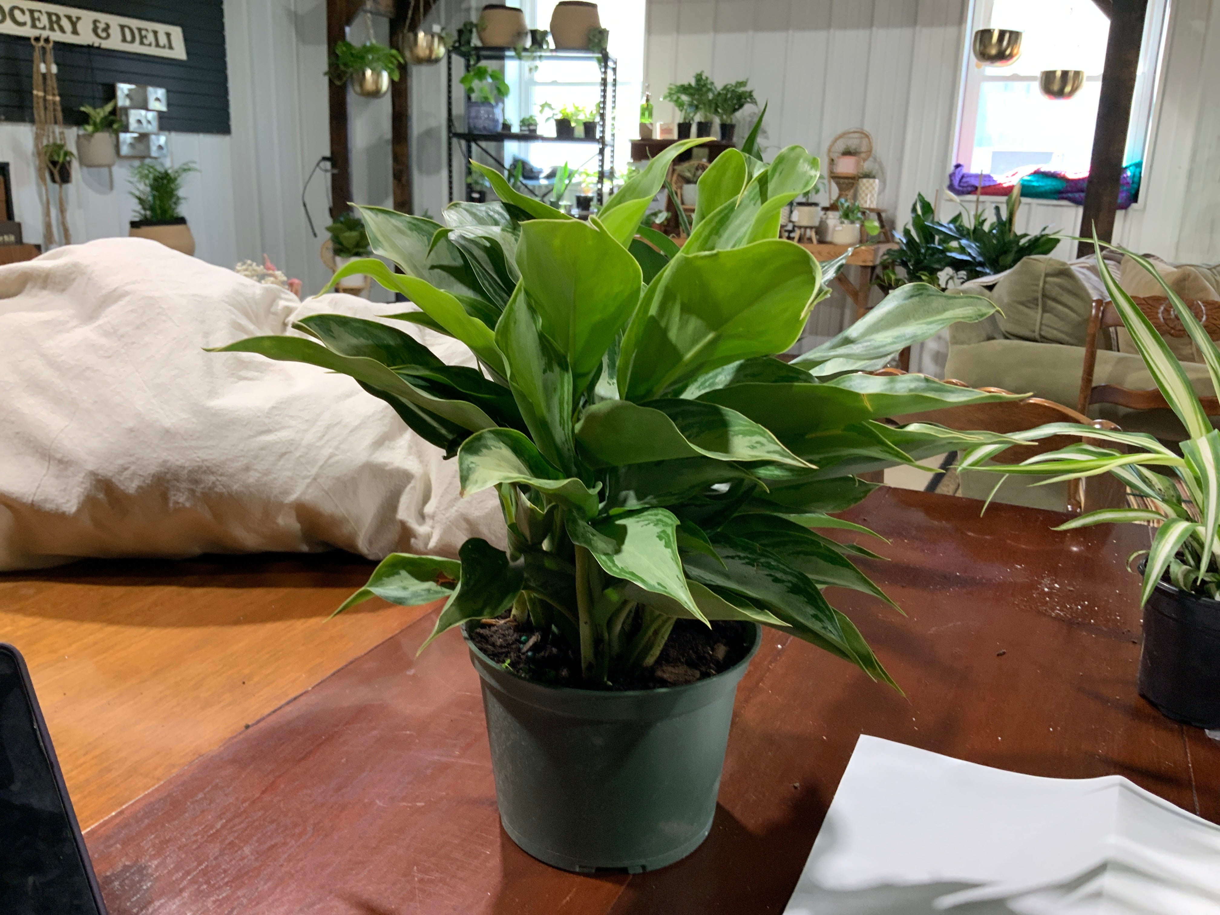 Silver Bay Aglaonema- 6inch