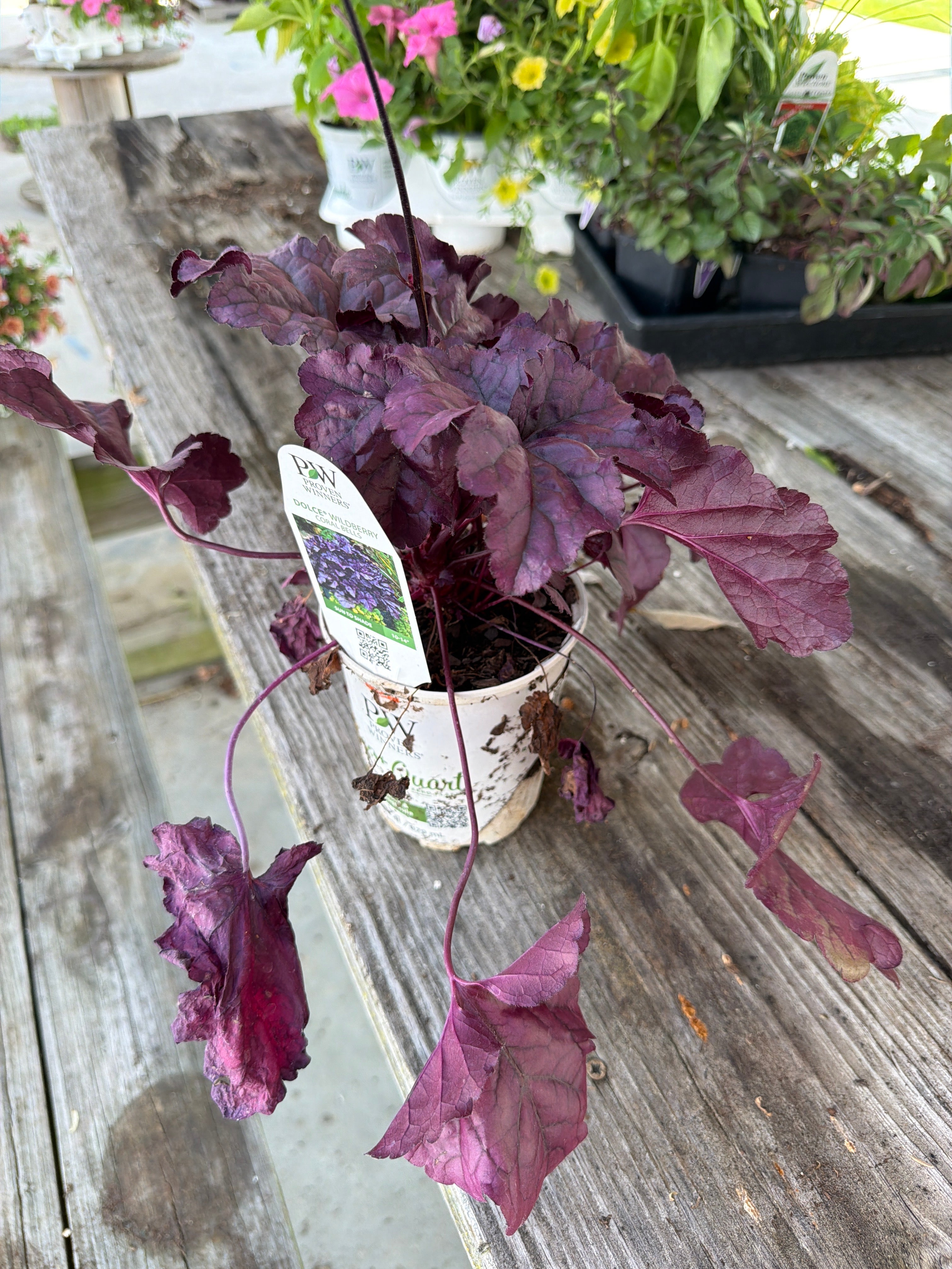 Dolce Wildberry Coral Bells