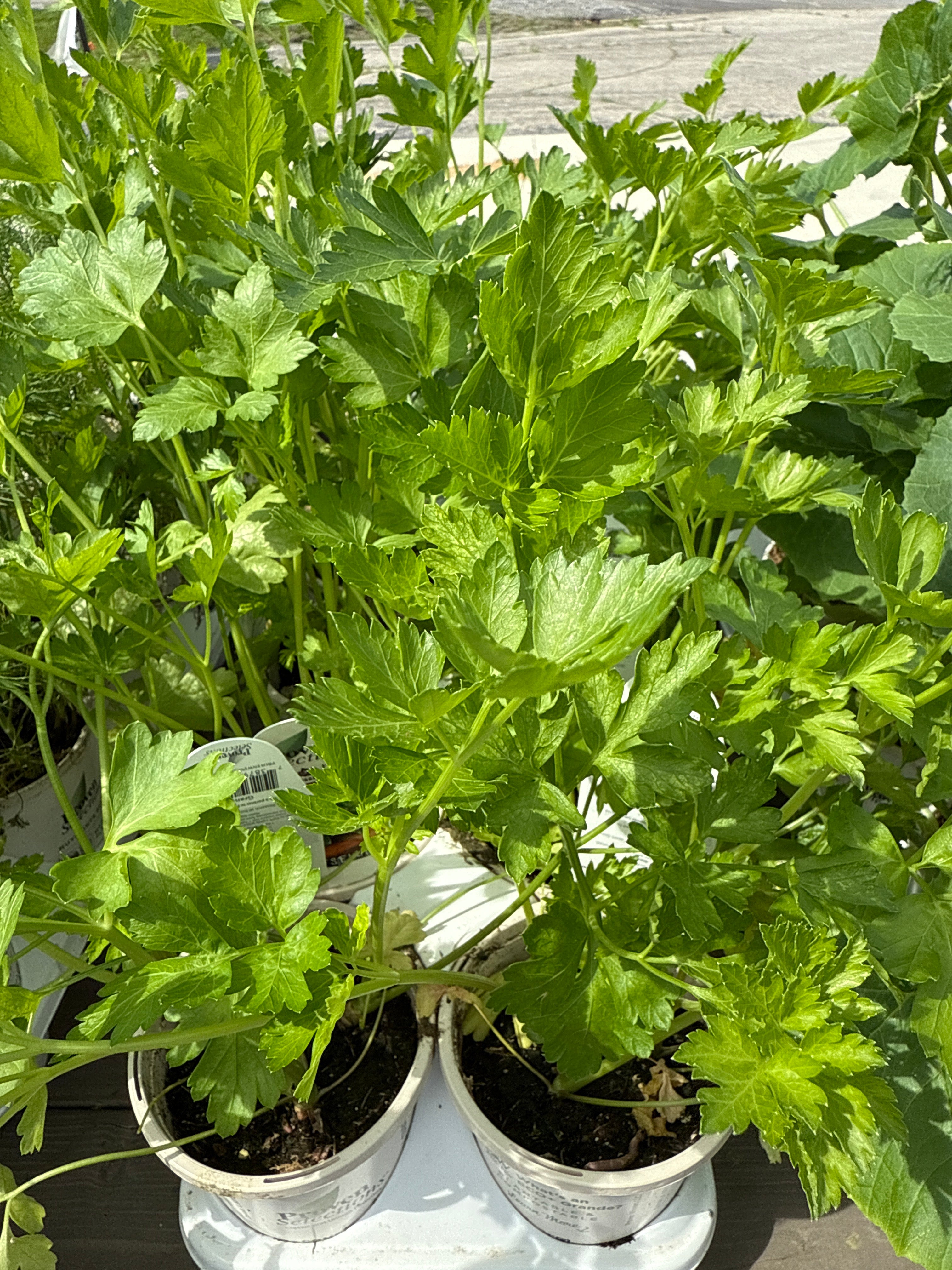 Flat Leaf Parsley