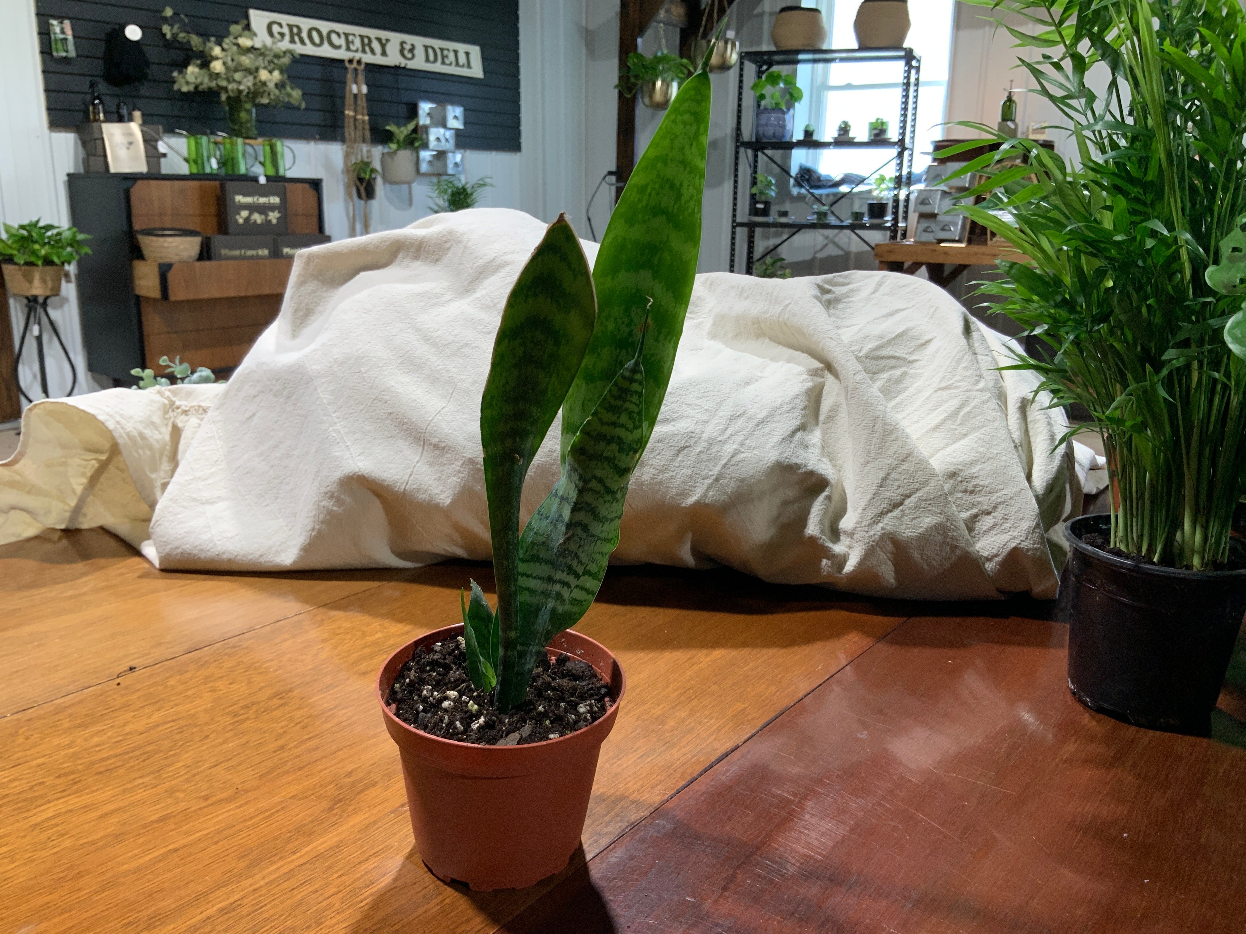 Snake Z plant