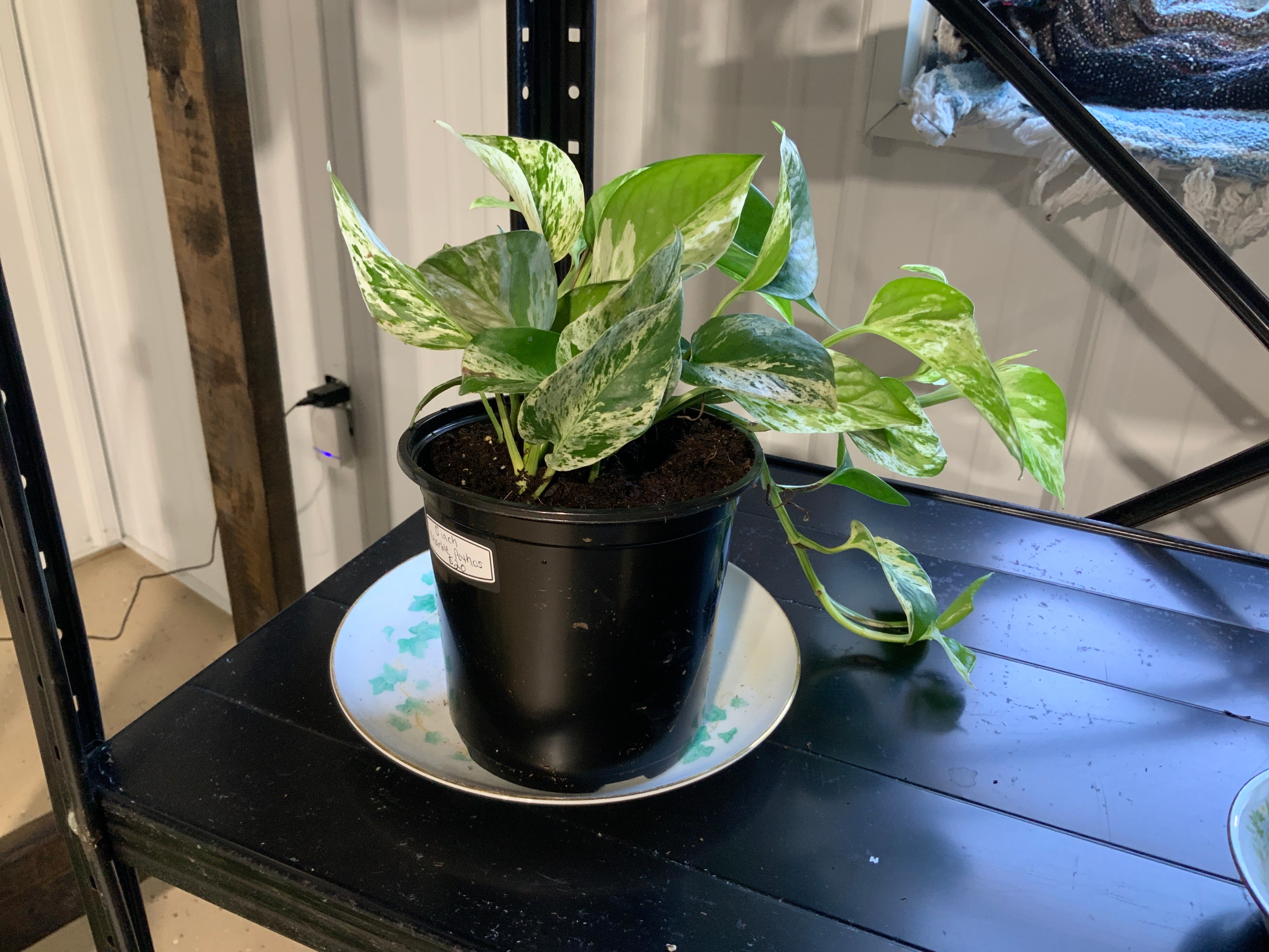 Marble Pothos- 5 inch