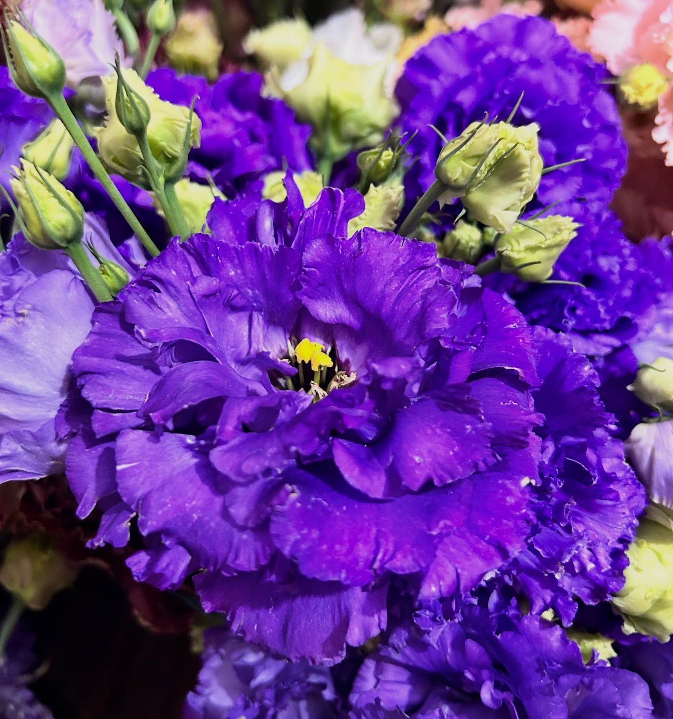 Voyage 2 Lisianthus Plugs – Blue