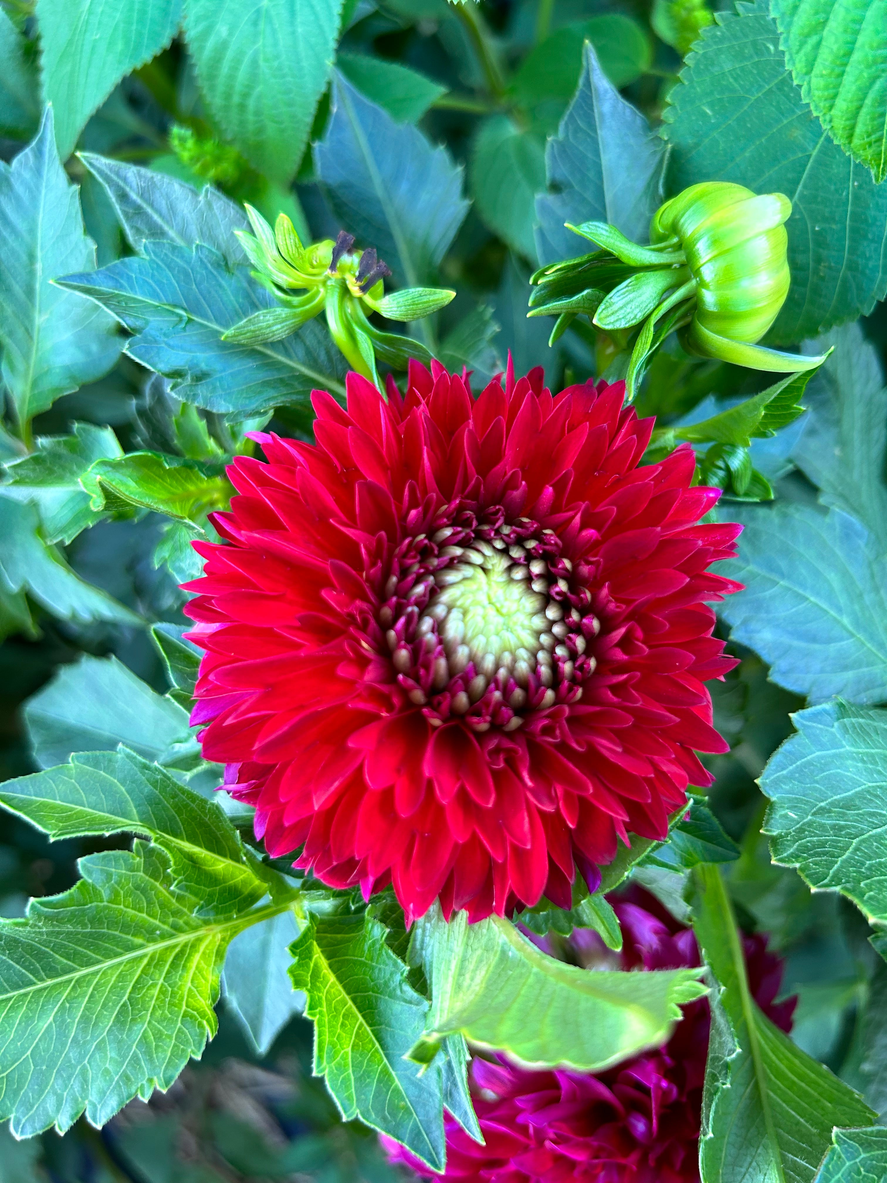 Ali Oop Dahlia Tuber