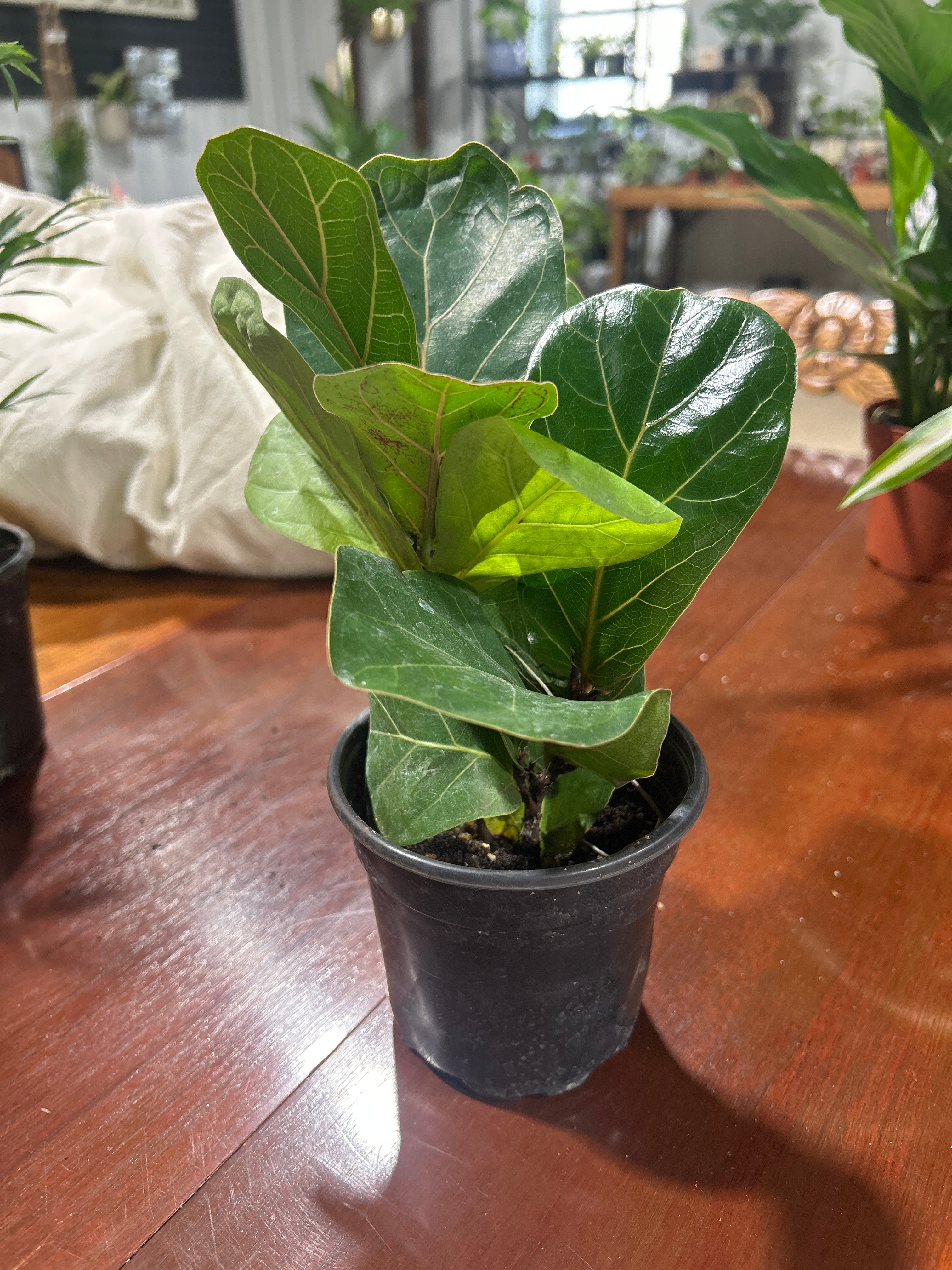 Fiddle Leaf Fig 4”