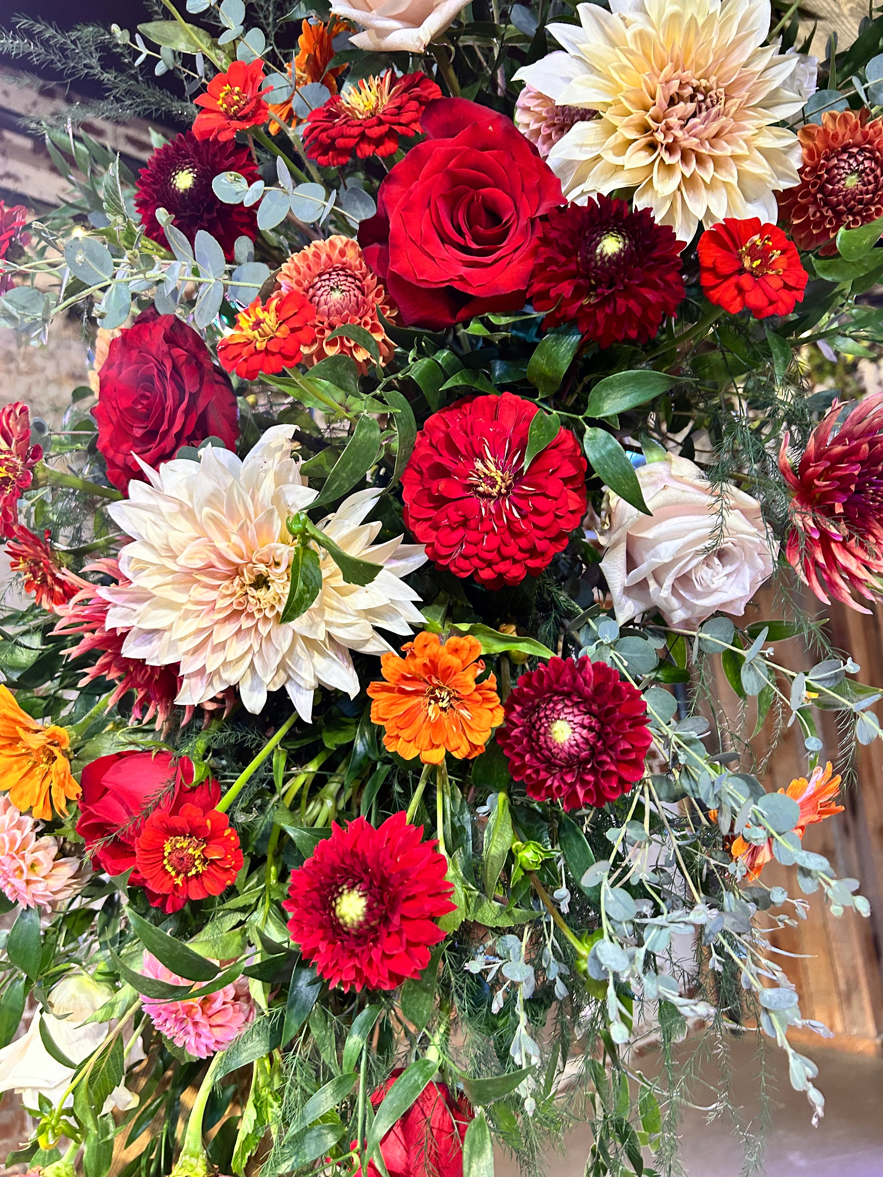 Ali Oop Dahlia Tuber